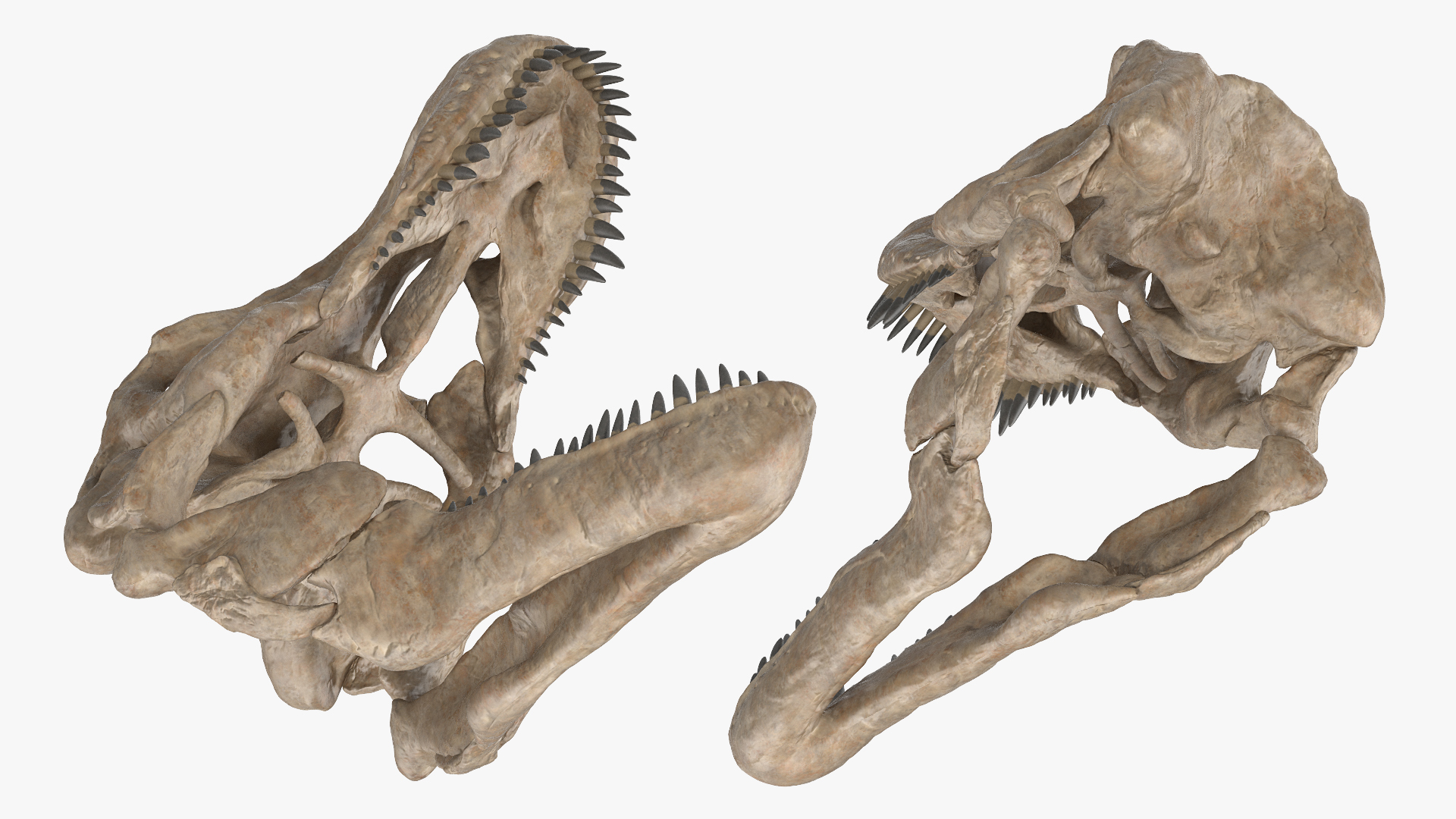 Tyrannosaurus Rex Skeleton Fossil with Skin Standing Pose 3D