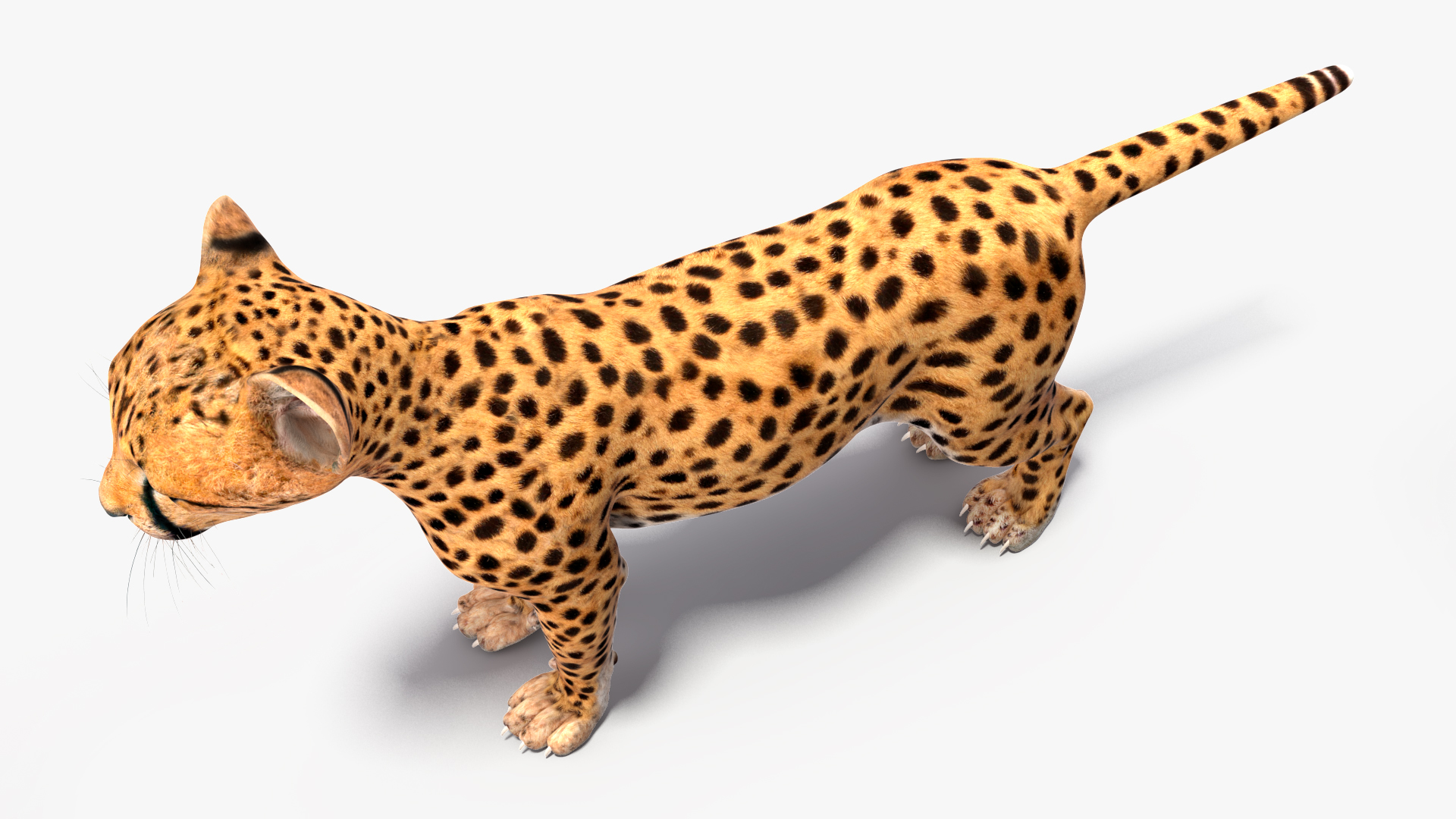 3D Cheetah Cub Rigged model