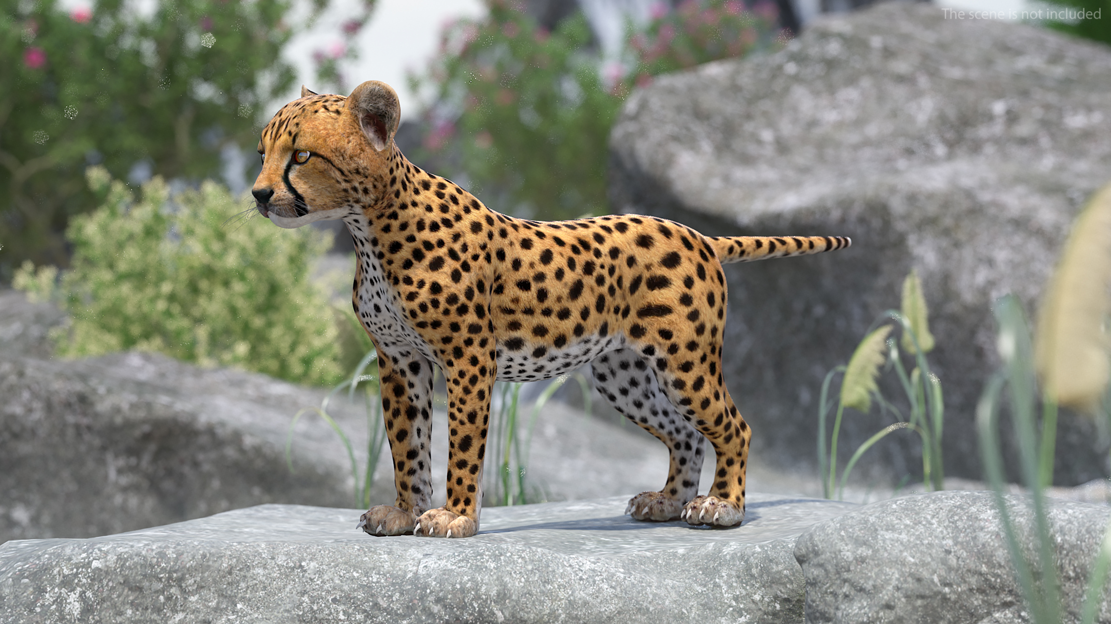 3D Cheetah Cub Rigged model