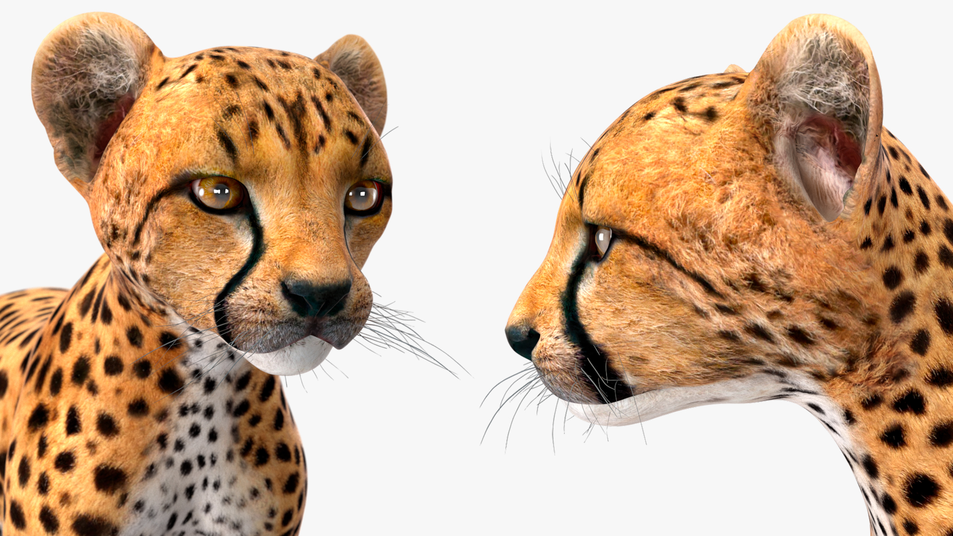 3D Cheetah Cub Rigged model