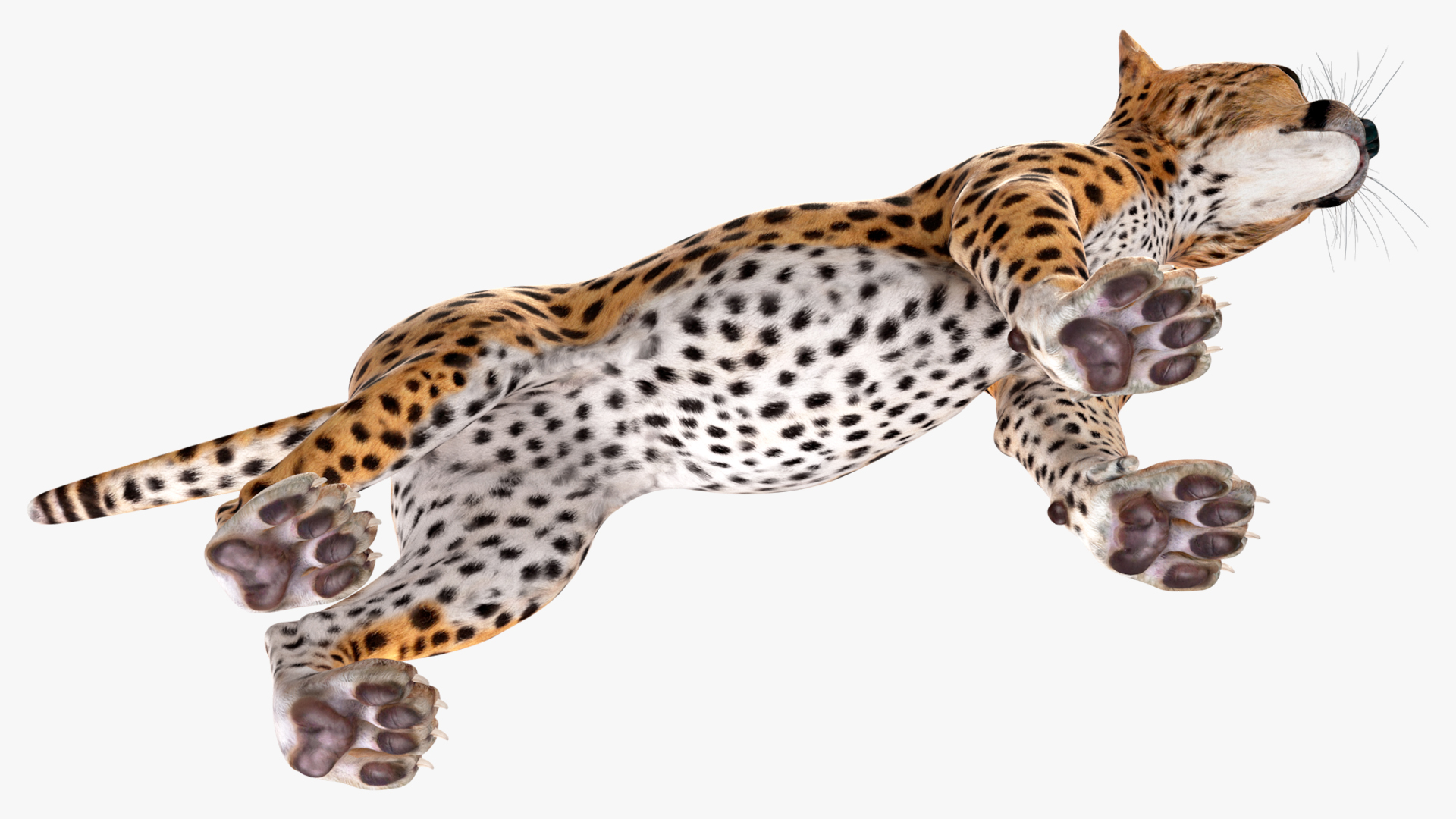 3D Cheetah Cub Rigged model