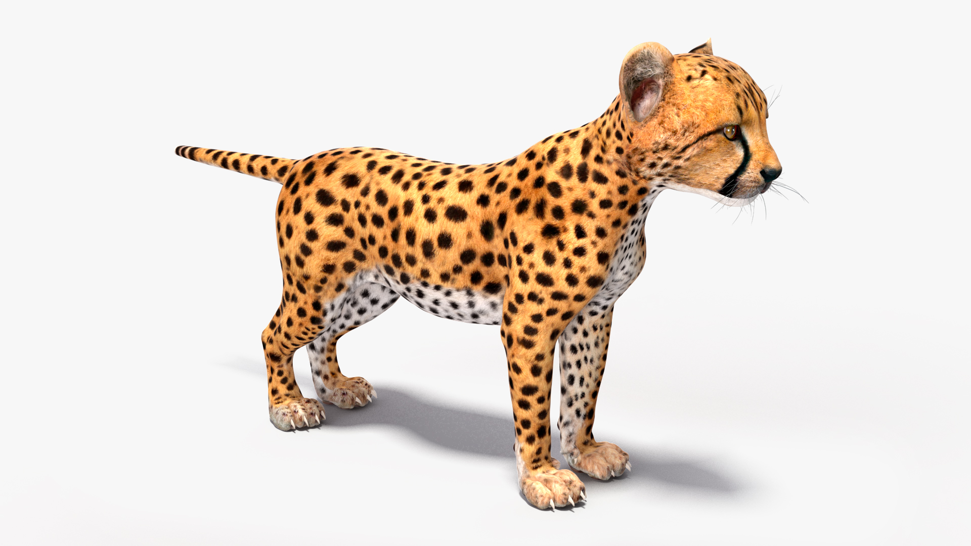 3D Cheetah Cub Rigged model