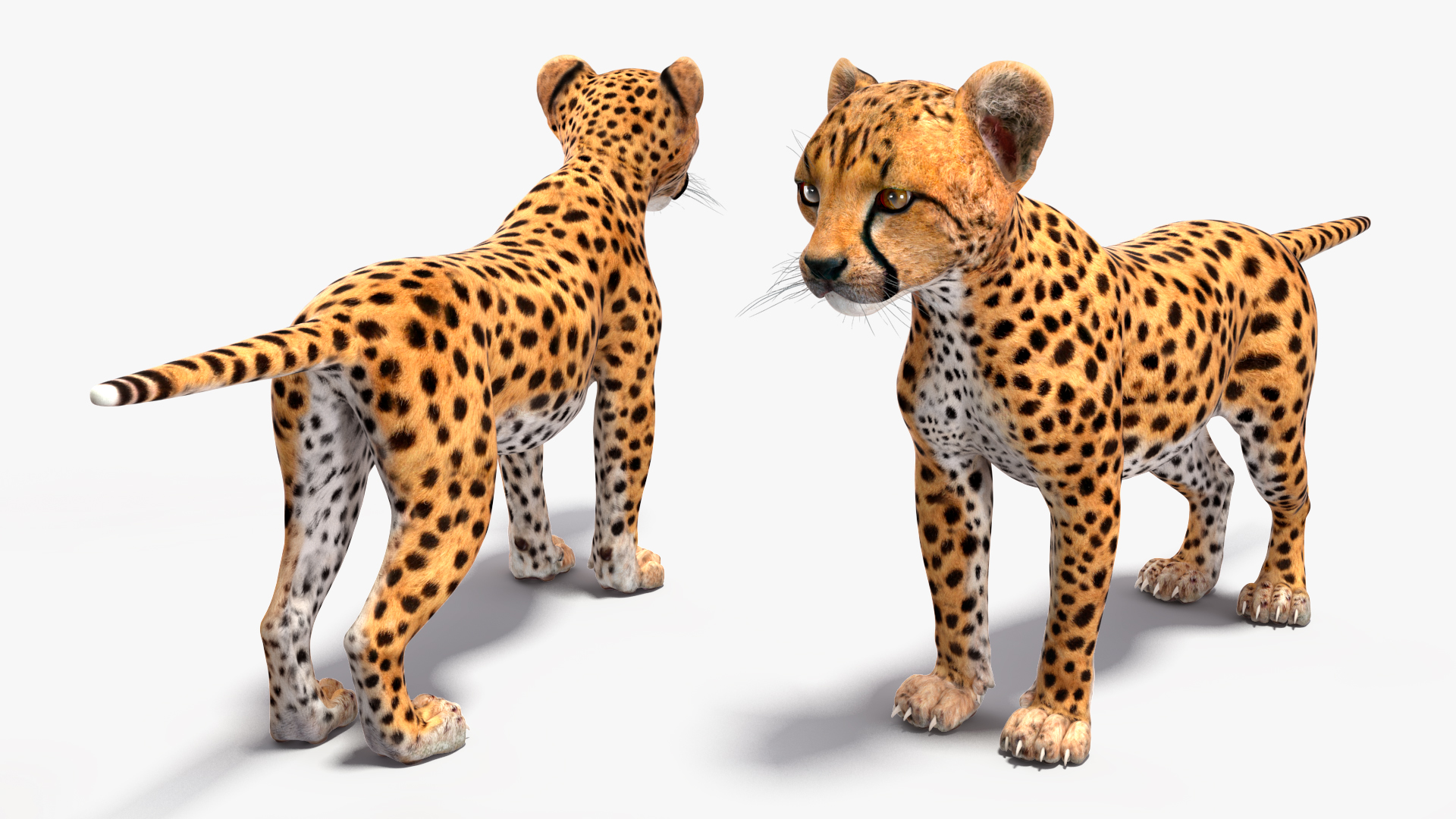 3D Cheetah Cub Rigged model