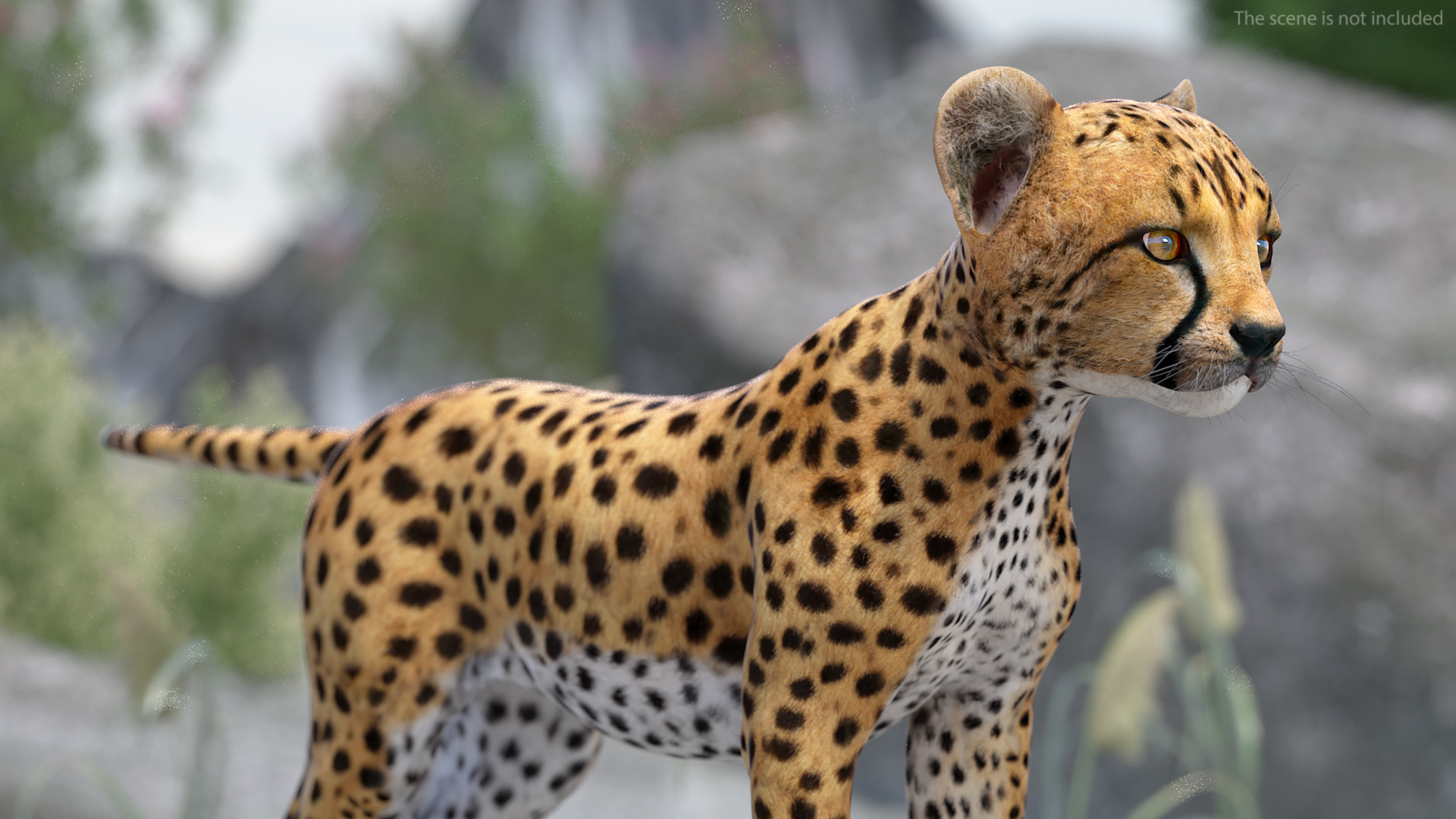 3D Cheetah Cub Rigged model