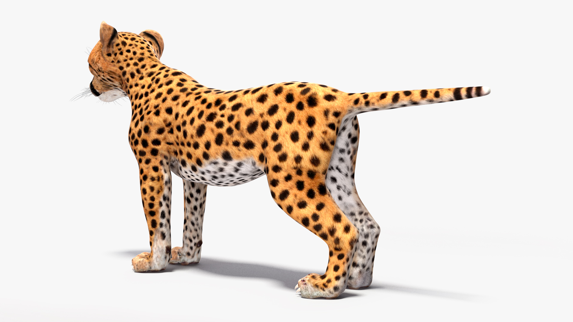 3D Cheetah Cub Rigged model