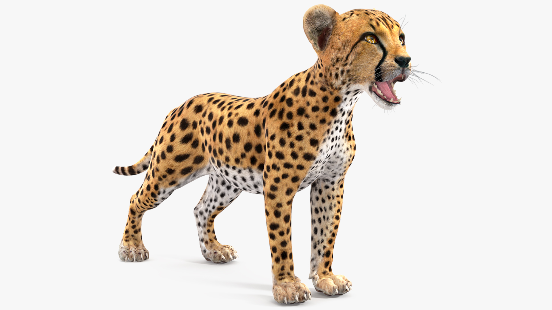 3D Cheetah Cub Rigged model