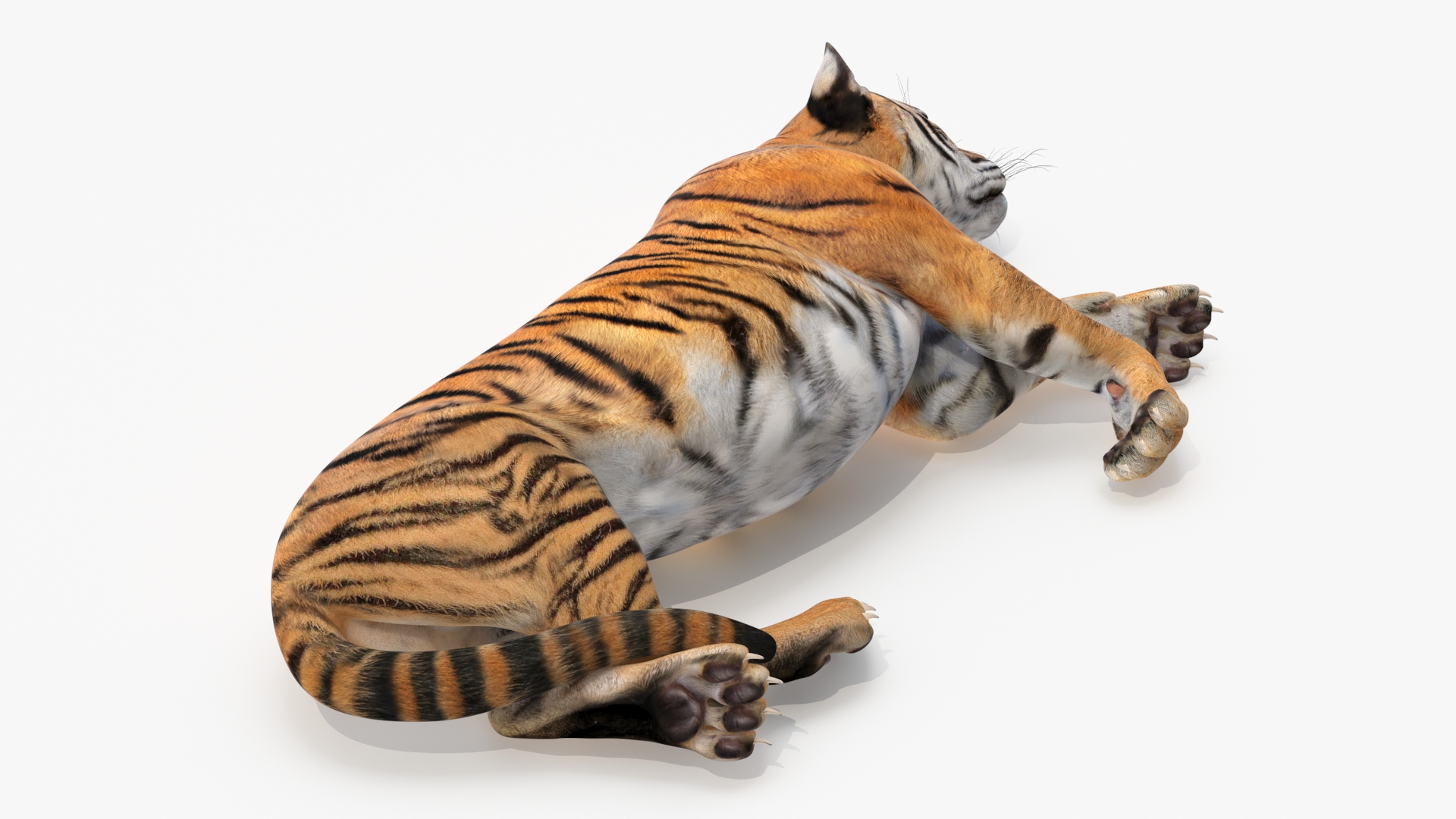 3D Tiger Cub Sleeping for 3D Print