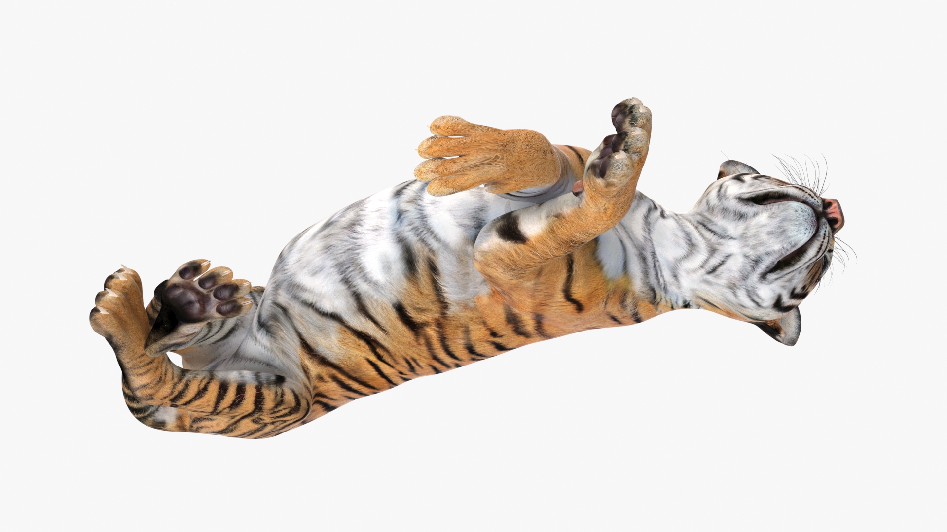 3D Tiger Cub Sleeping for 3D Print