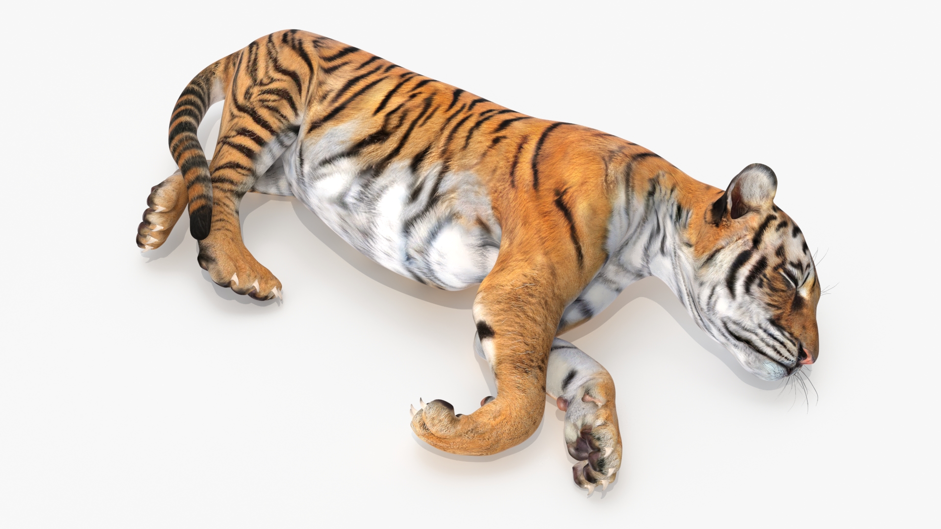 3D Tiger Cub Sleeping for 3D Print