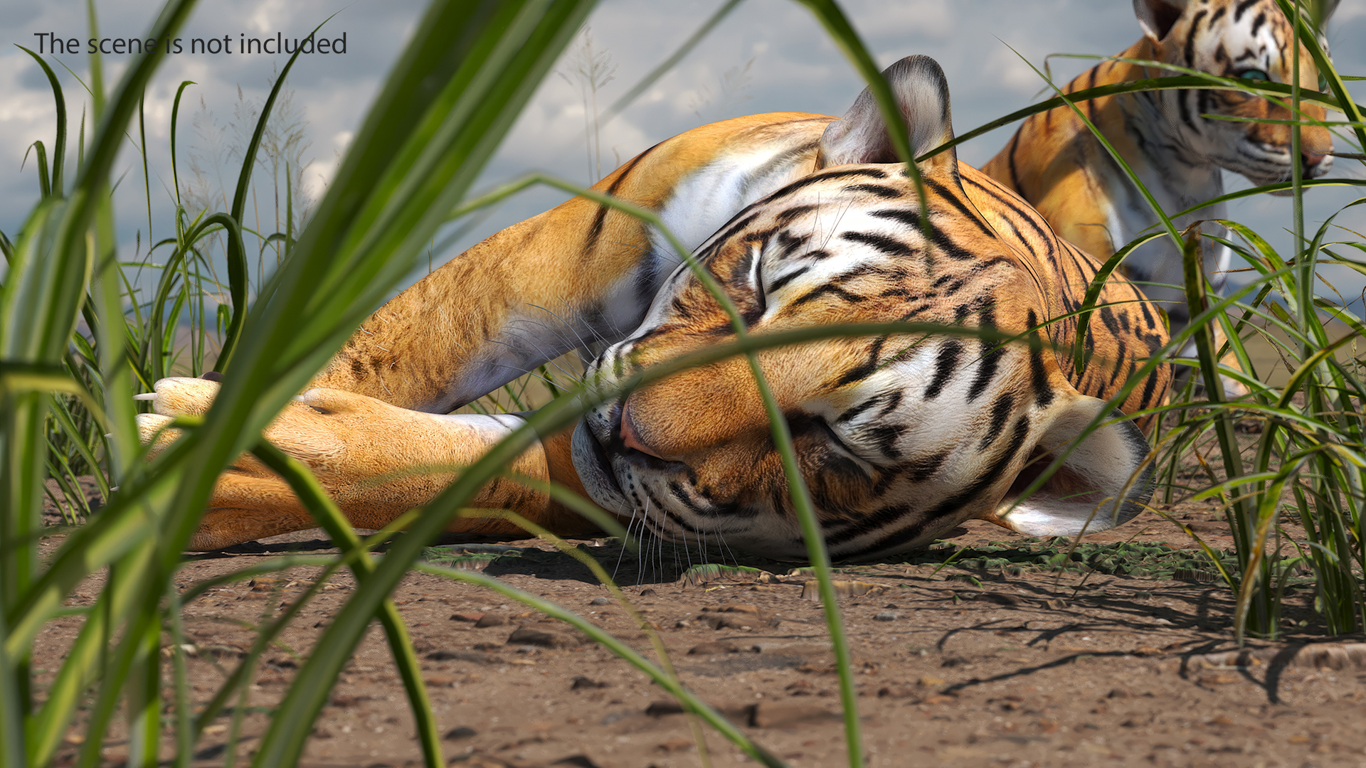 3D Tiger Cub Sleeping for 3D Print