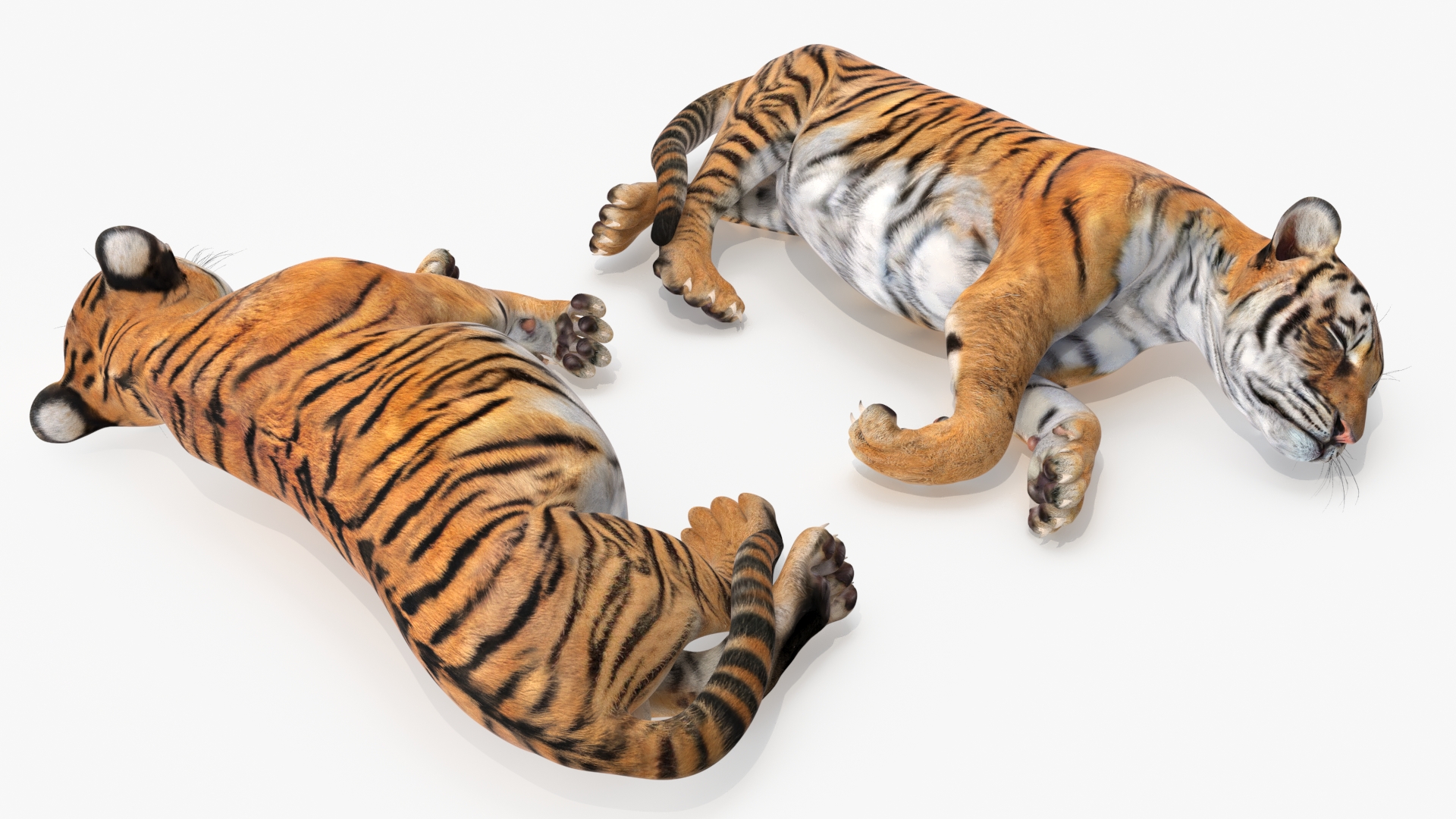 3D Tiger Cub Sleeping for 3D Print