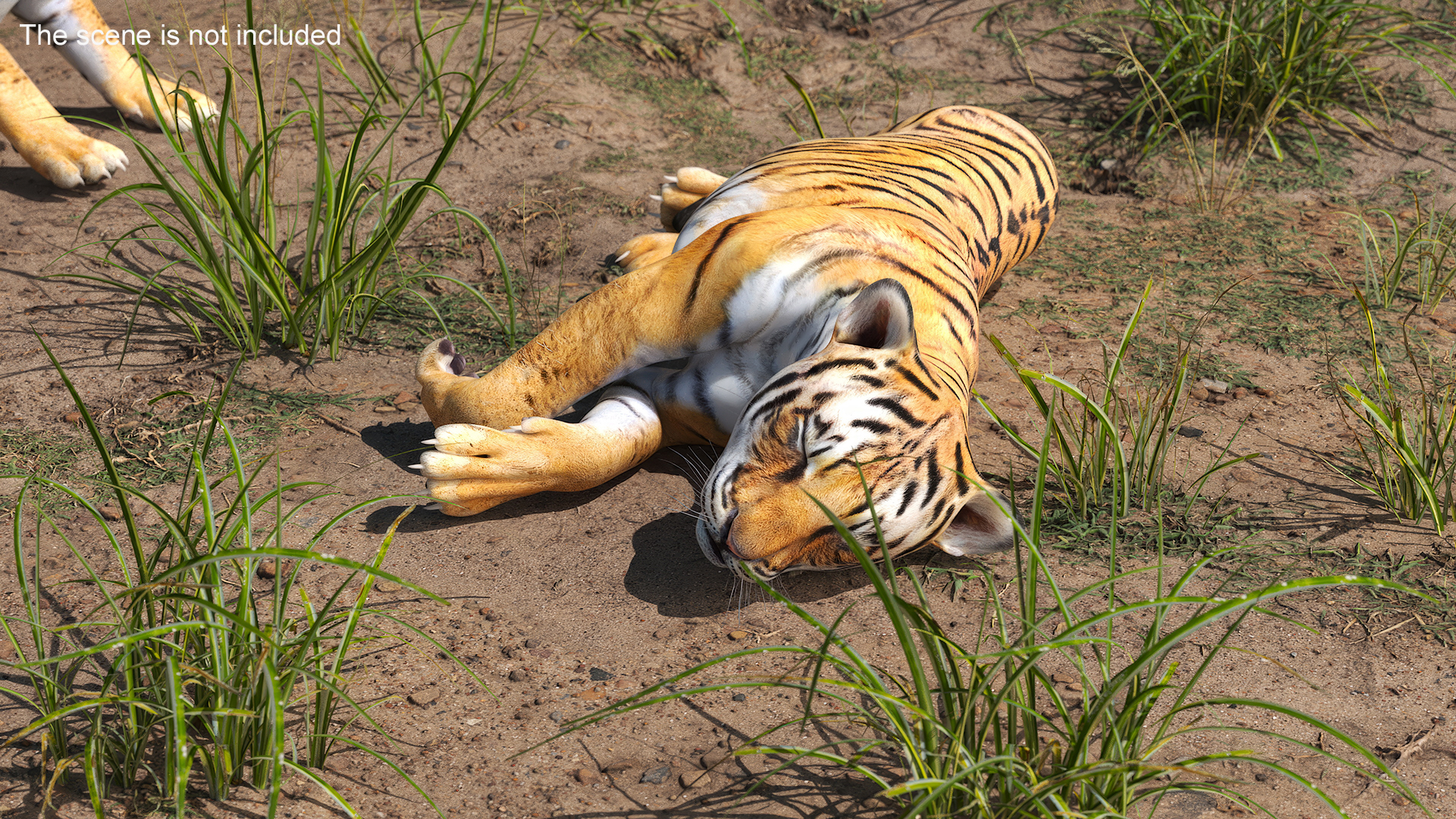 3D Tiger Cub Sleeping for 3D Print