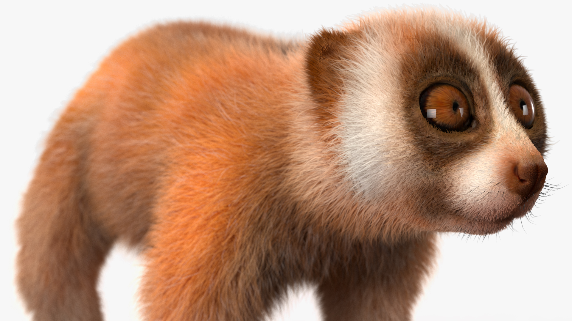 3D model Lemur Slow Loris Fur