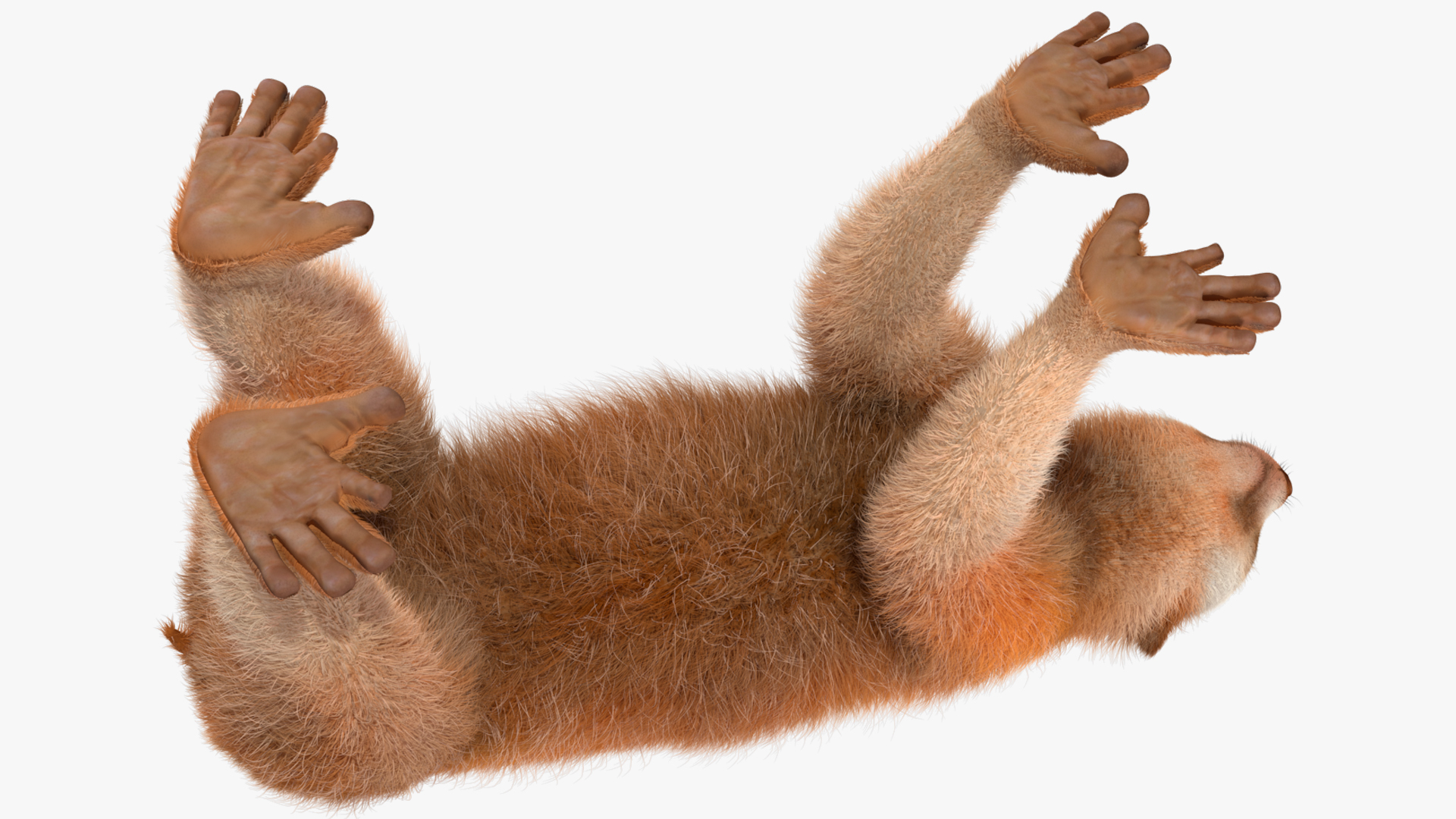 3D model Lemur Slow Loris Fur