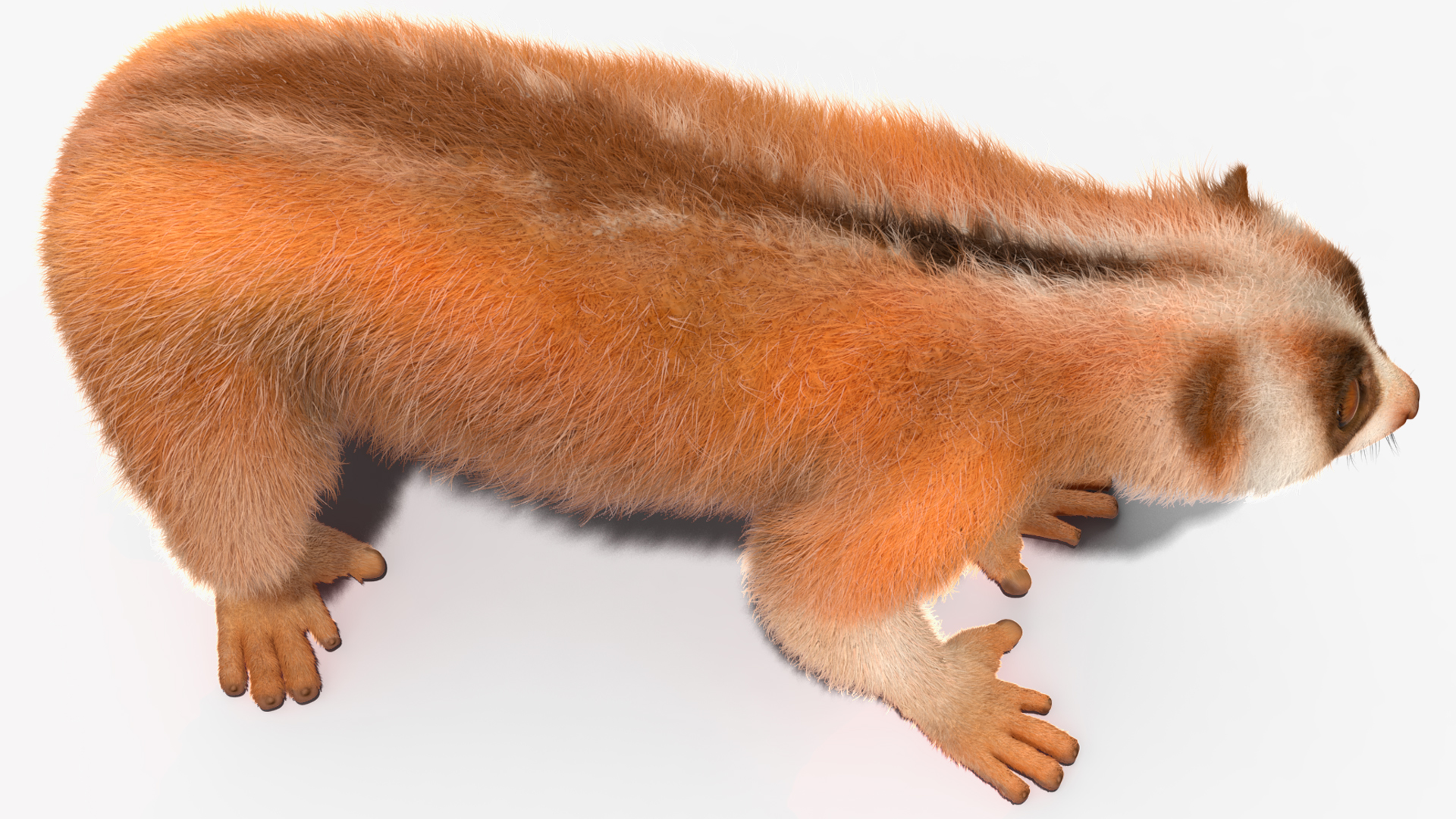 3D model Lemur Slow Loris Fur