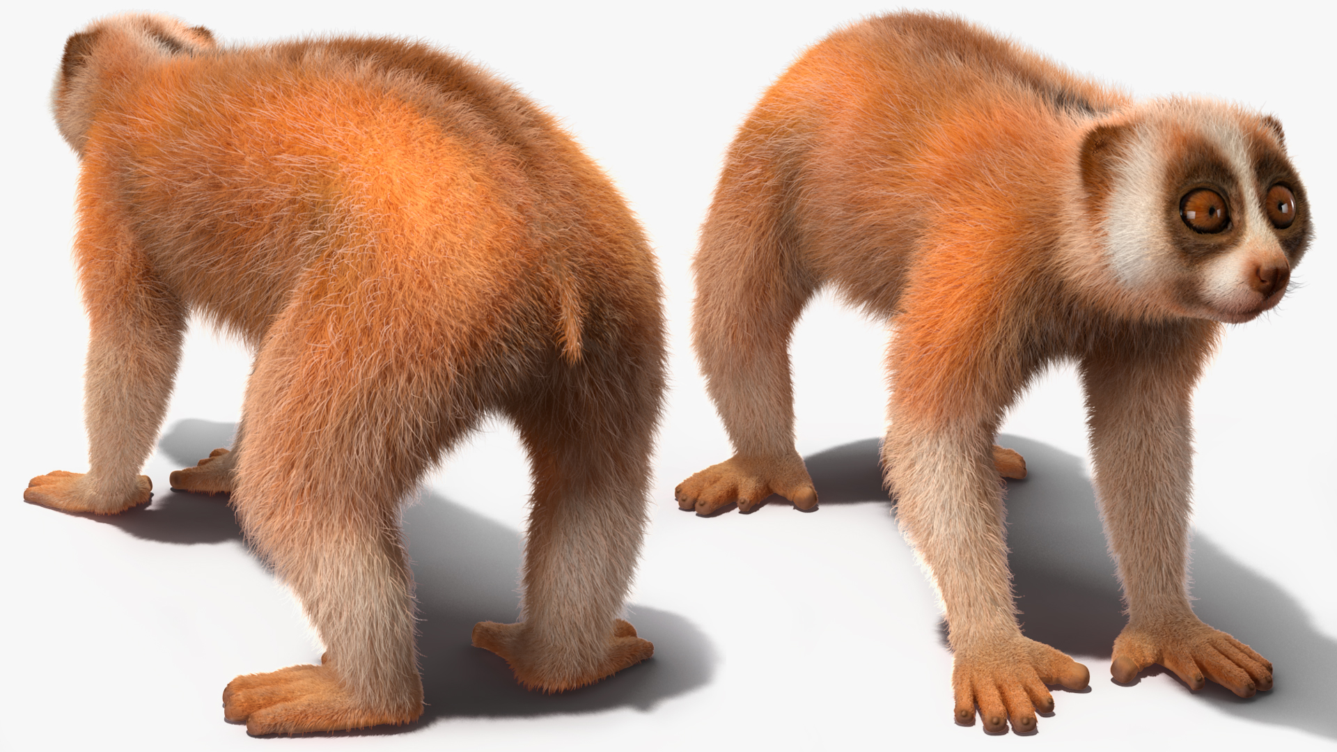 3D model Lemur Slow Loris Fur