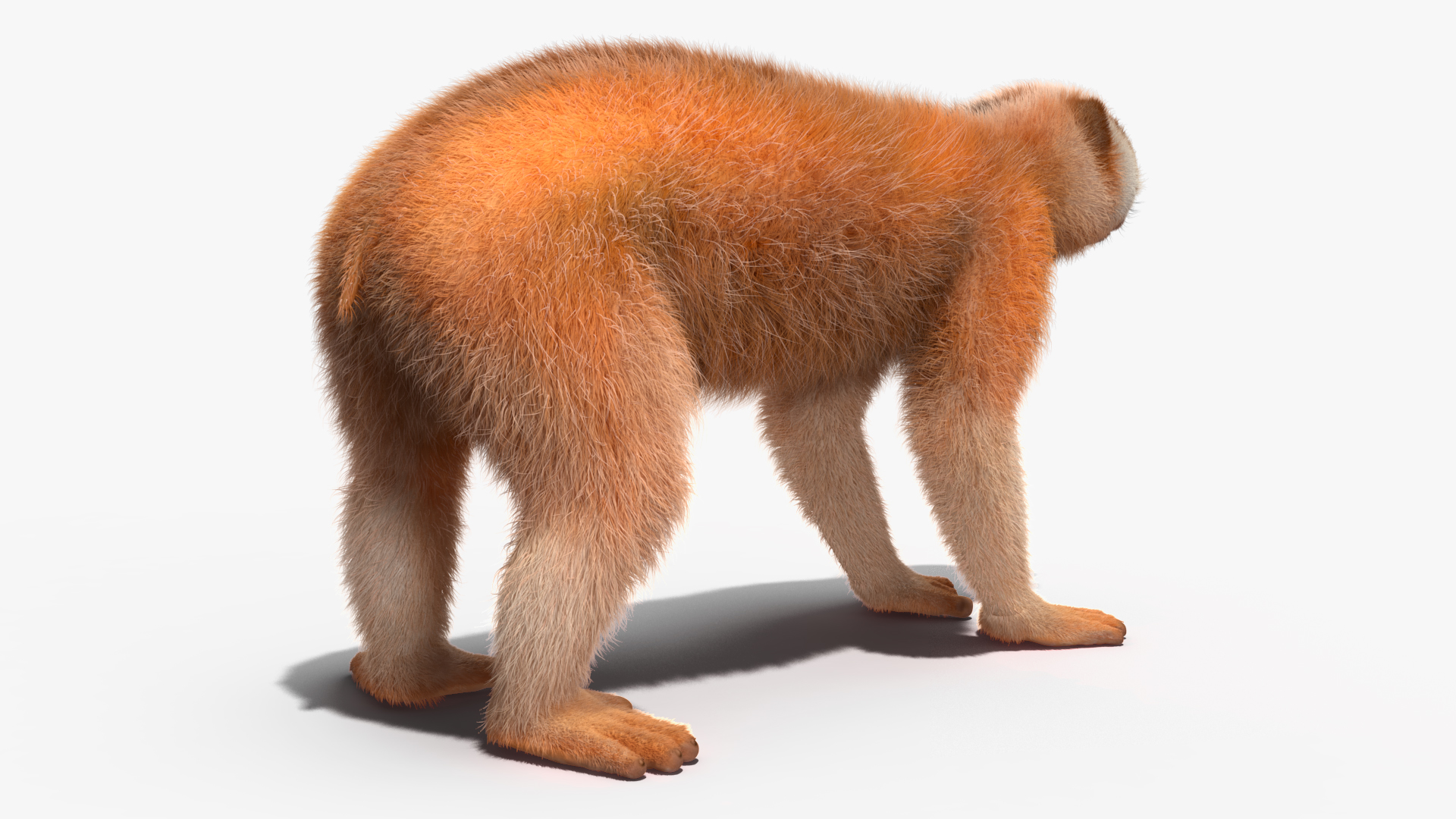 3D model Lemur Slow Loris Fur