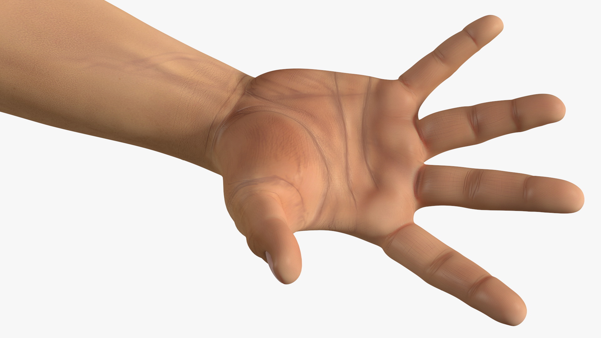 3D Realistic Human Hands