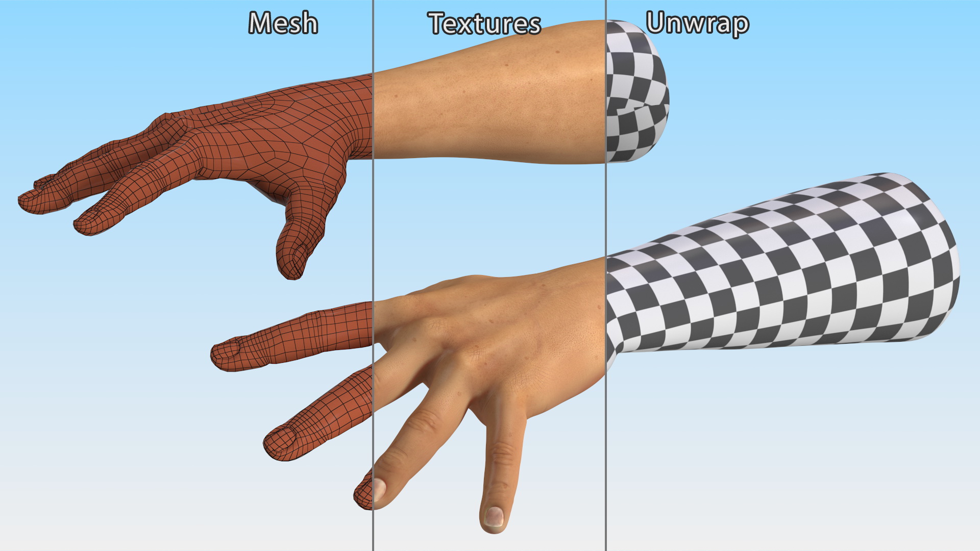 3D Realistic Human Hands