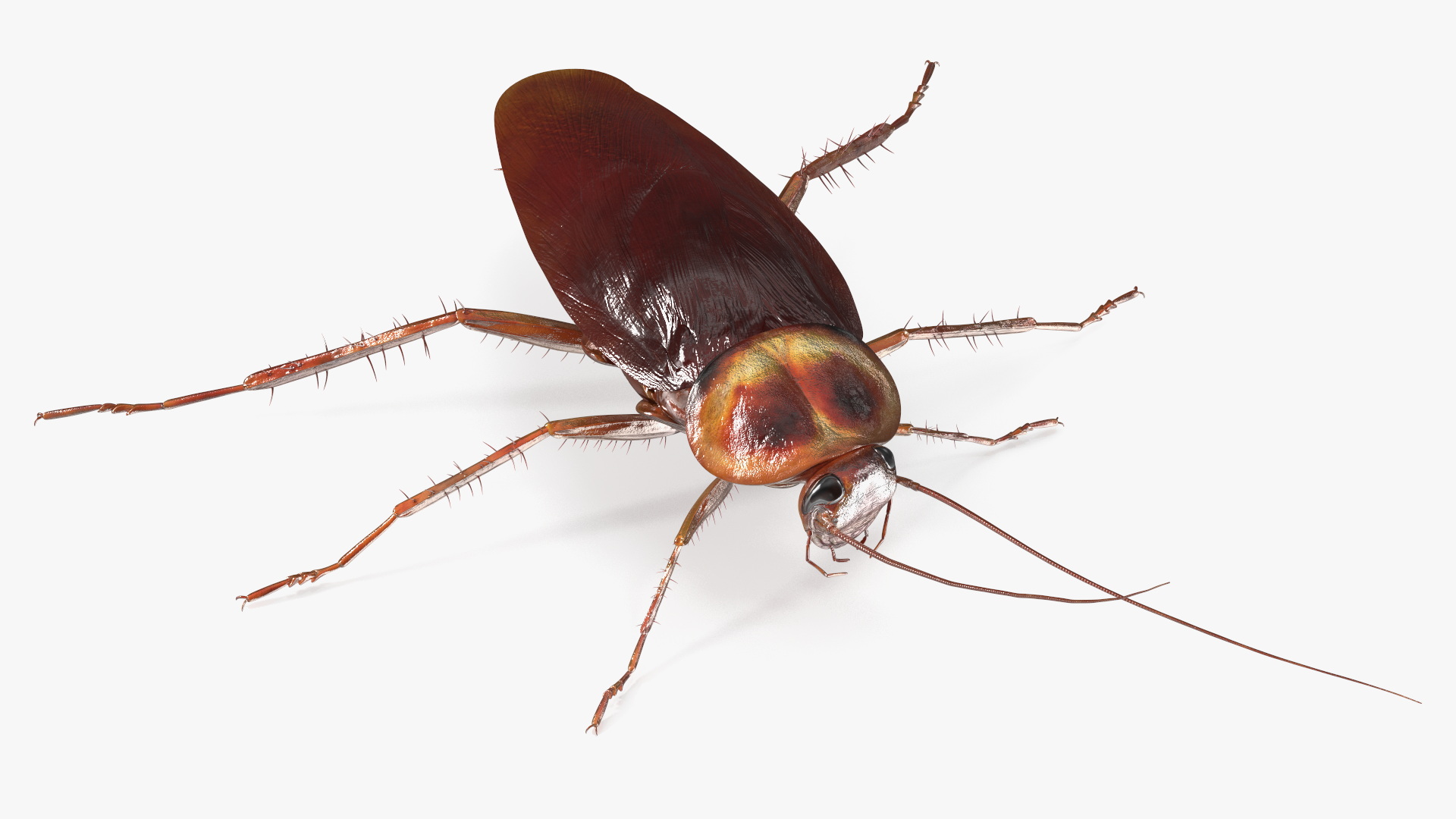 3D model Flying Red Cockroach