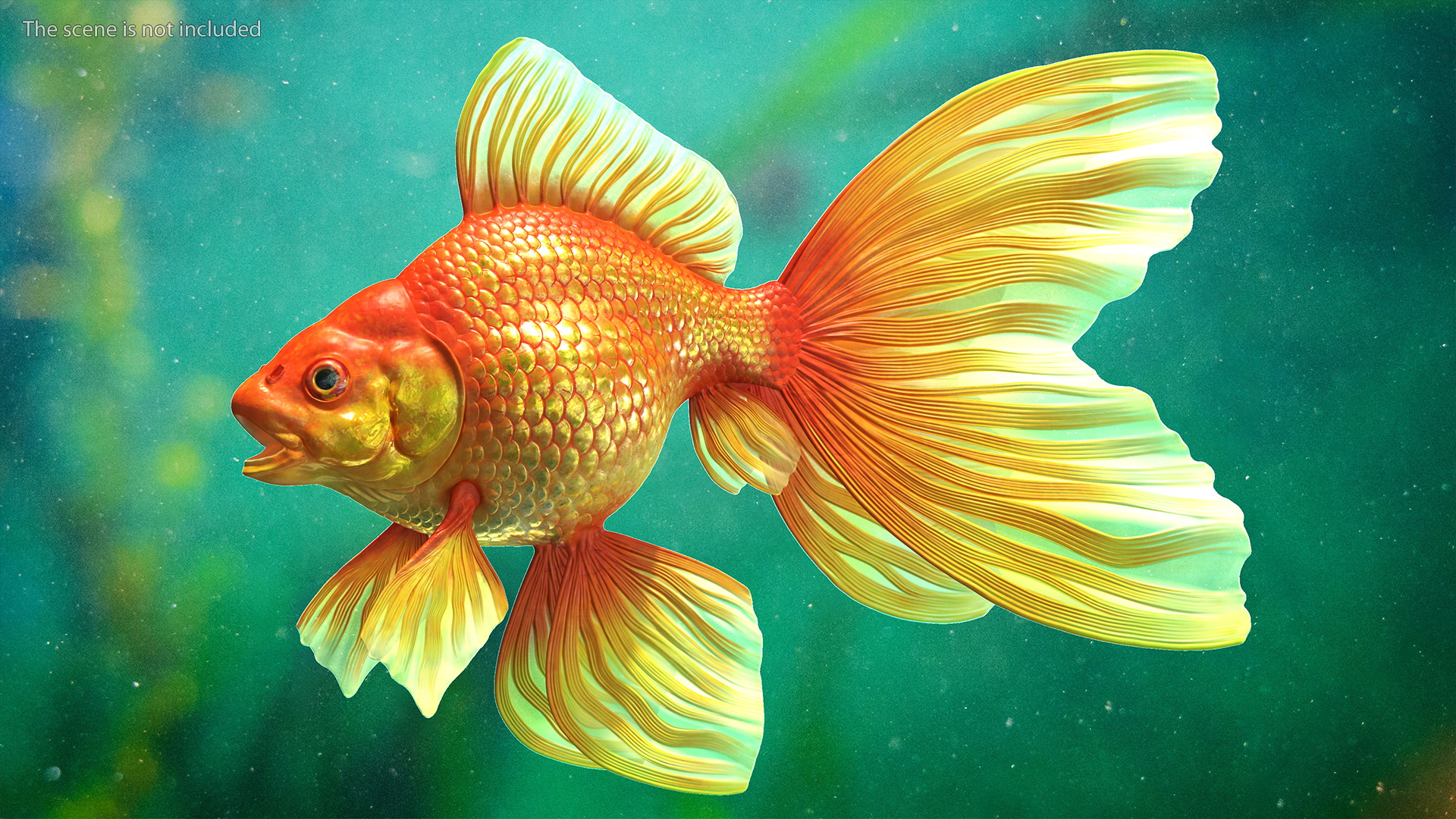 Orange Fancy Fantail Goldfish 3D model