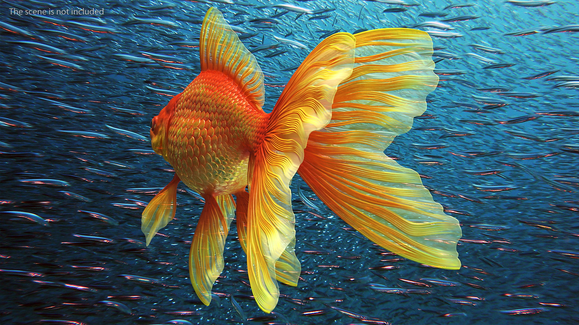 Orange Fancy Fantail Goldfish 3D model