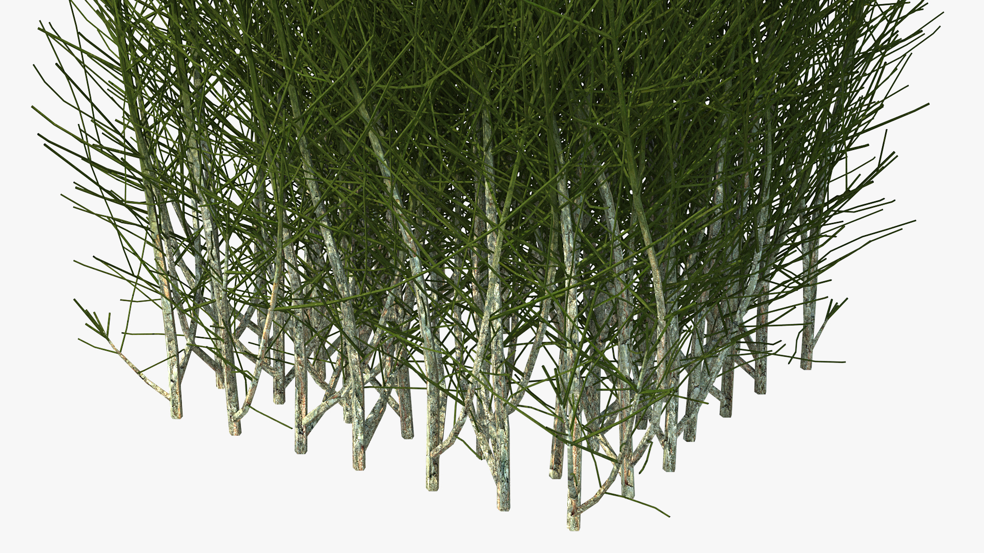 3D Square Bush