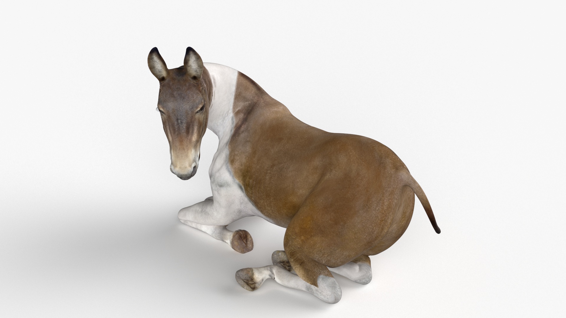 3D model Lying Mule