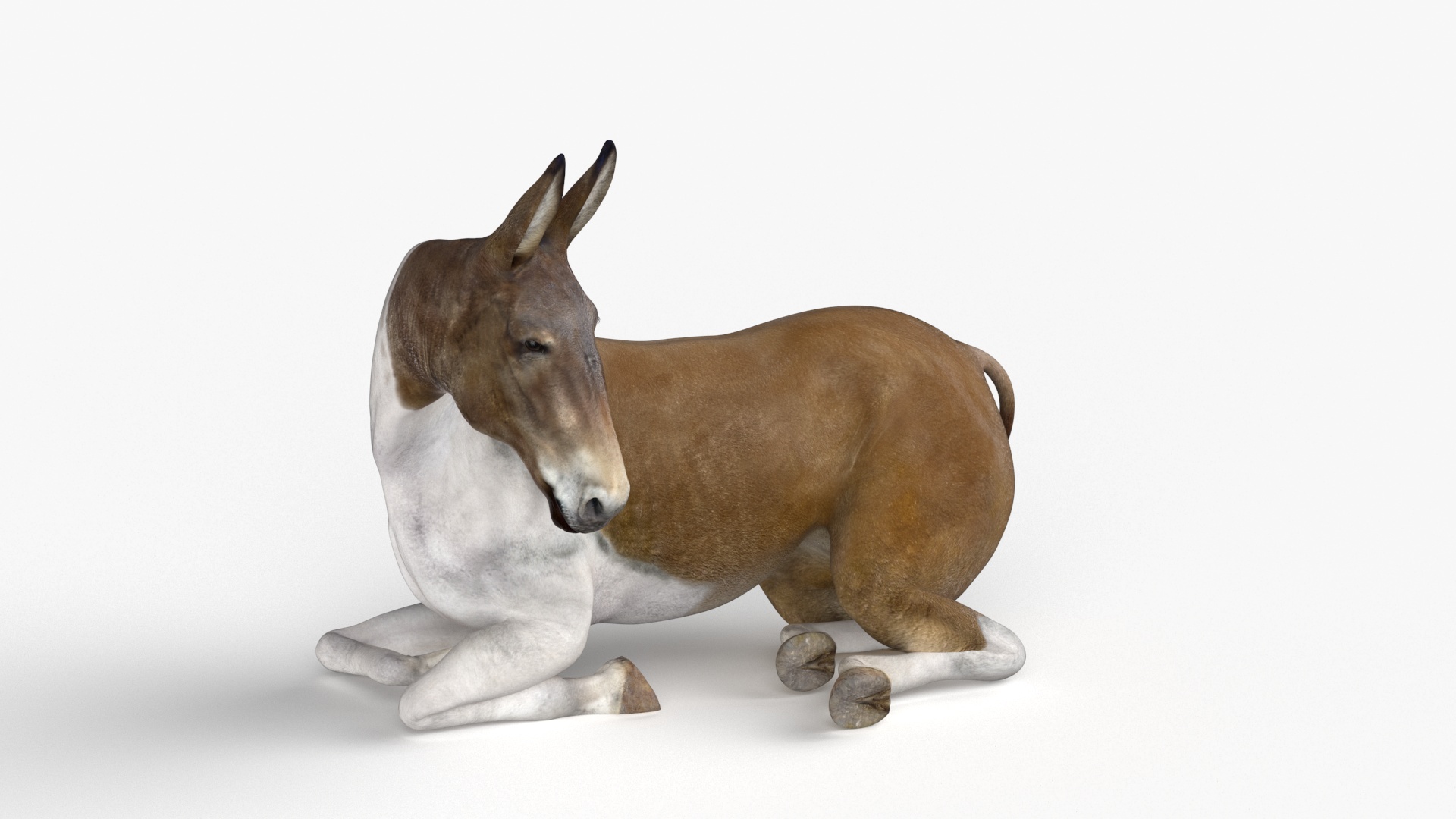 3D model Lying Mule