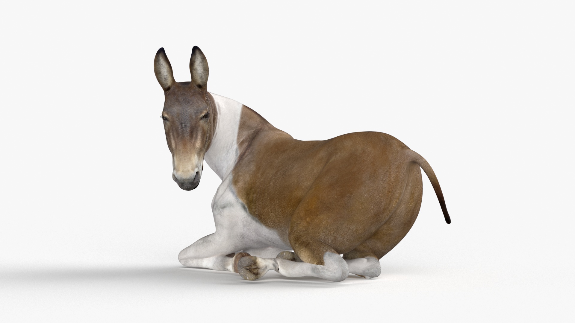 3D model Lying Mule