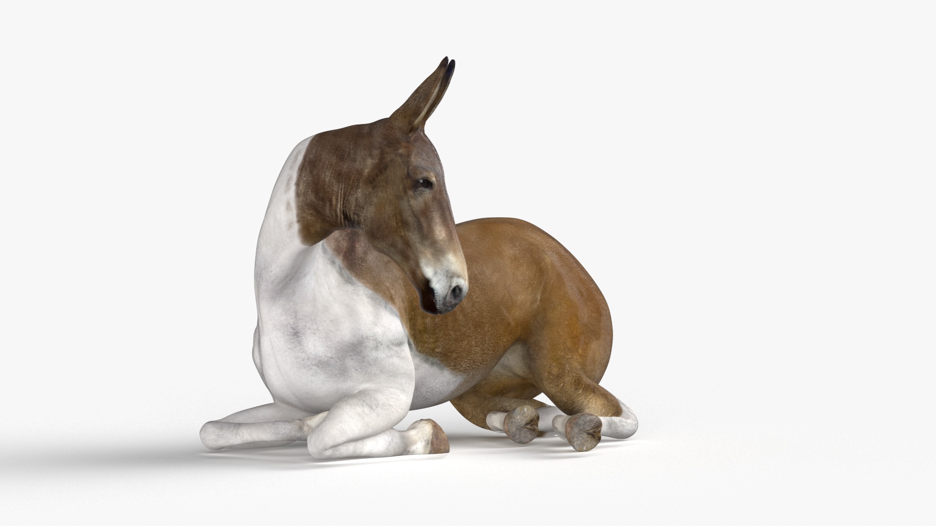 3D model Lying Mule