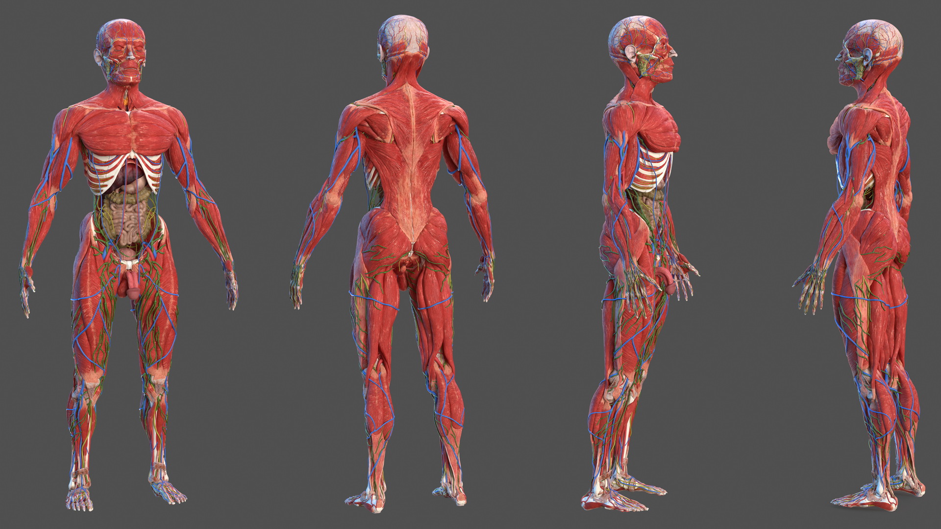 Male Full Body Anatomy 3D