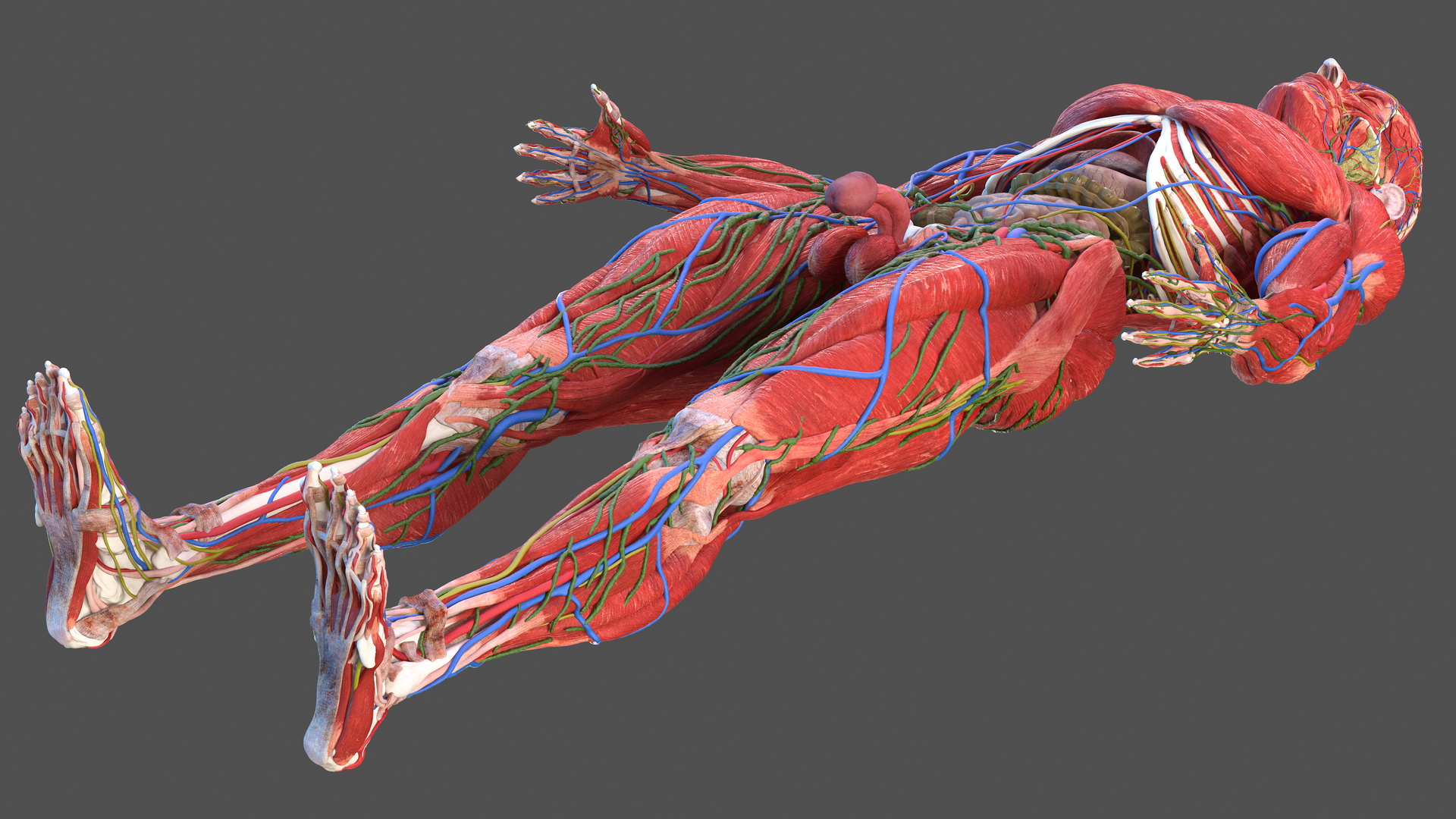 Male Full Body Anatomy 3D