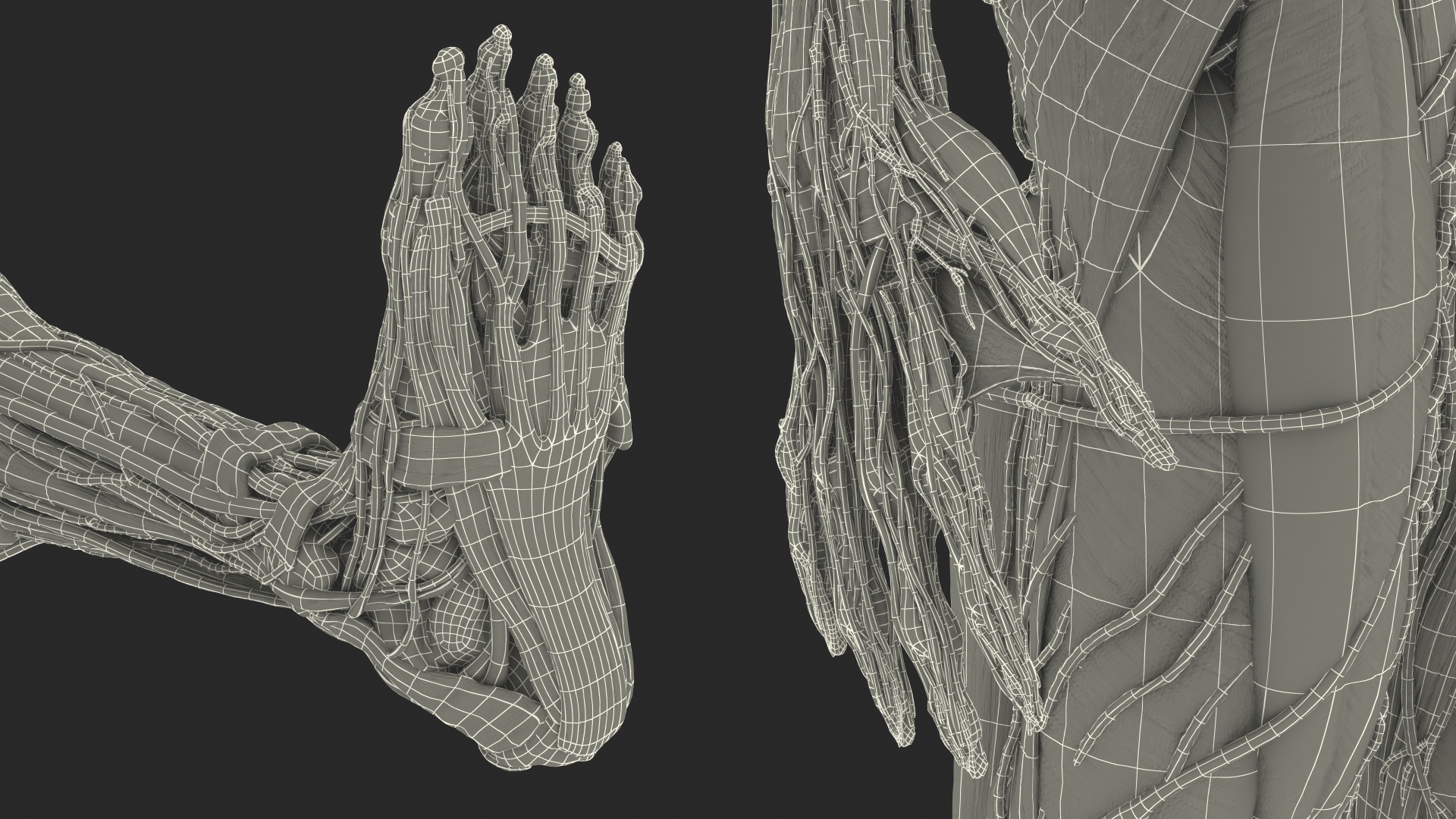 Male Full Body Anatomy 3D