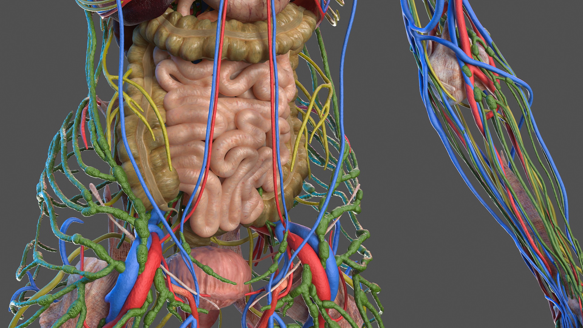 Male Full Body Anatomy 3D