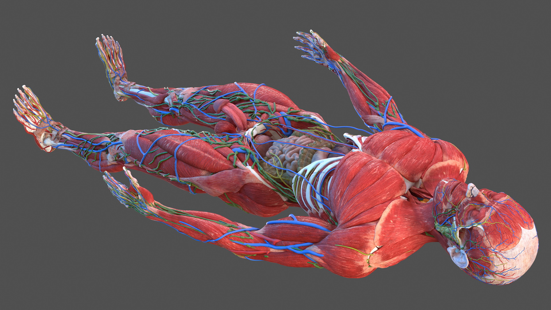 Male Full Body Anatomy 3D