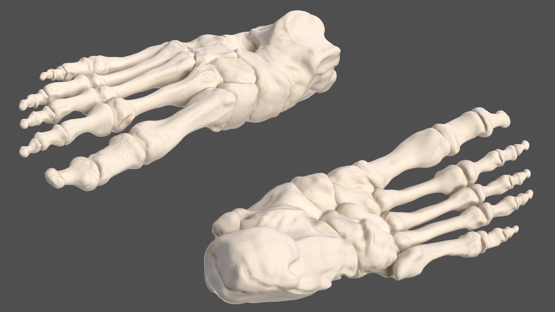 Male Full Body Anatomy 3D