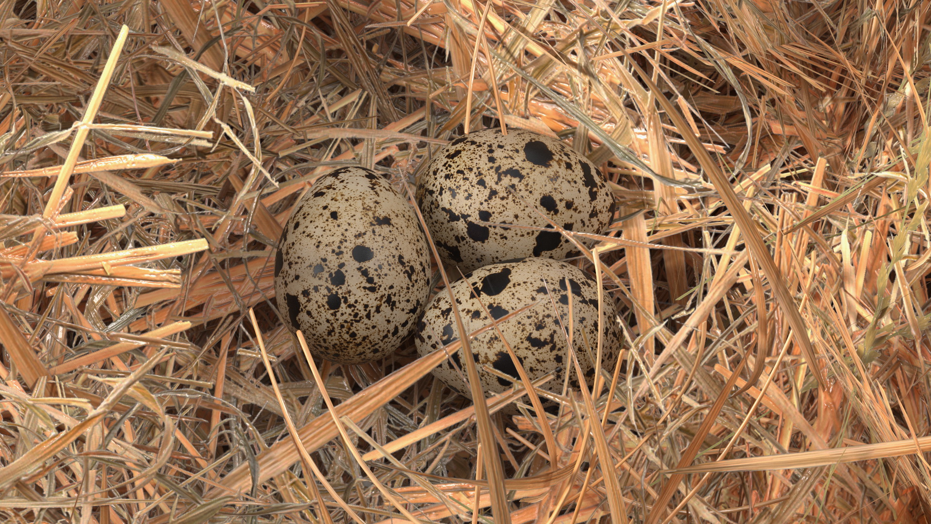 3D Straw Nest with Quail Eggs