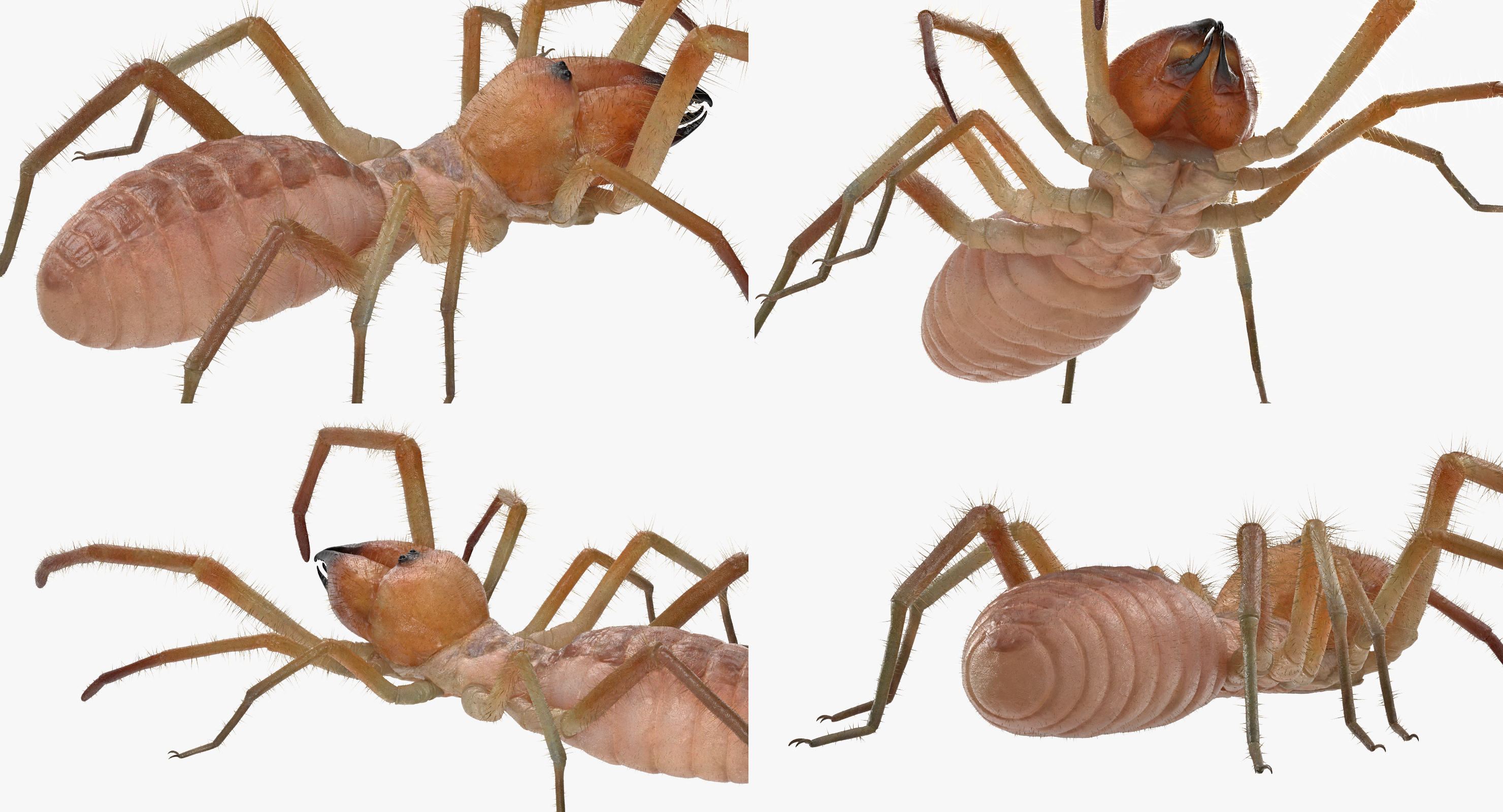 3D Camel Spider Rigged with Fur model