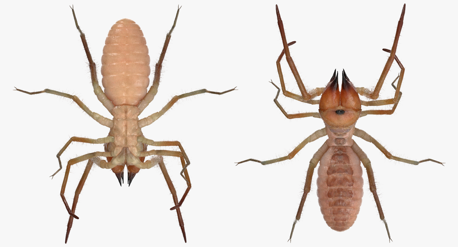 3D Camel Spider Rigged with Fur model