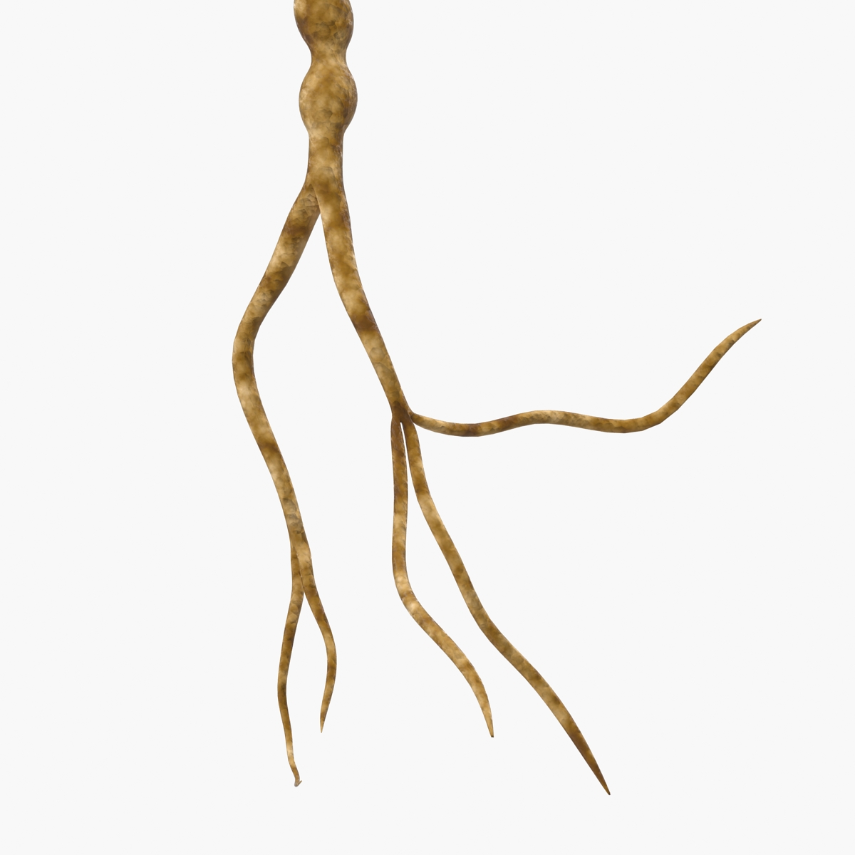 3D model Neuron