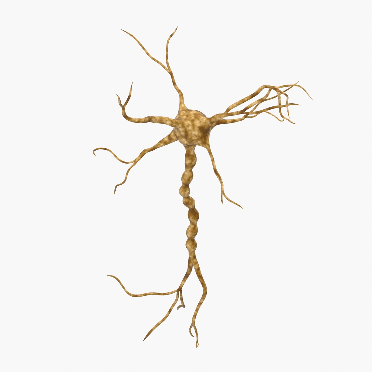 3D model Neuron