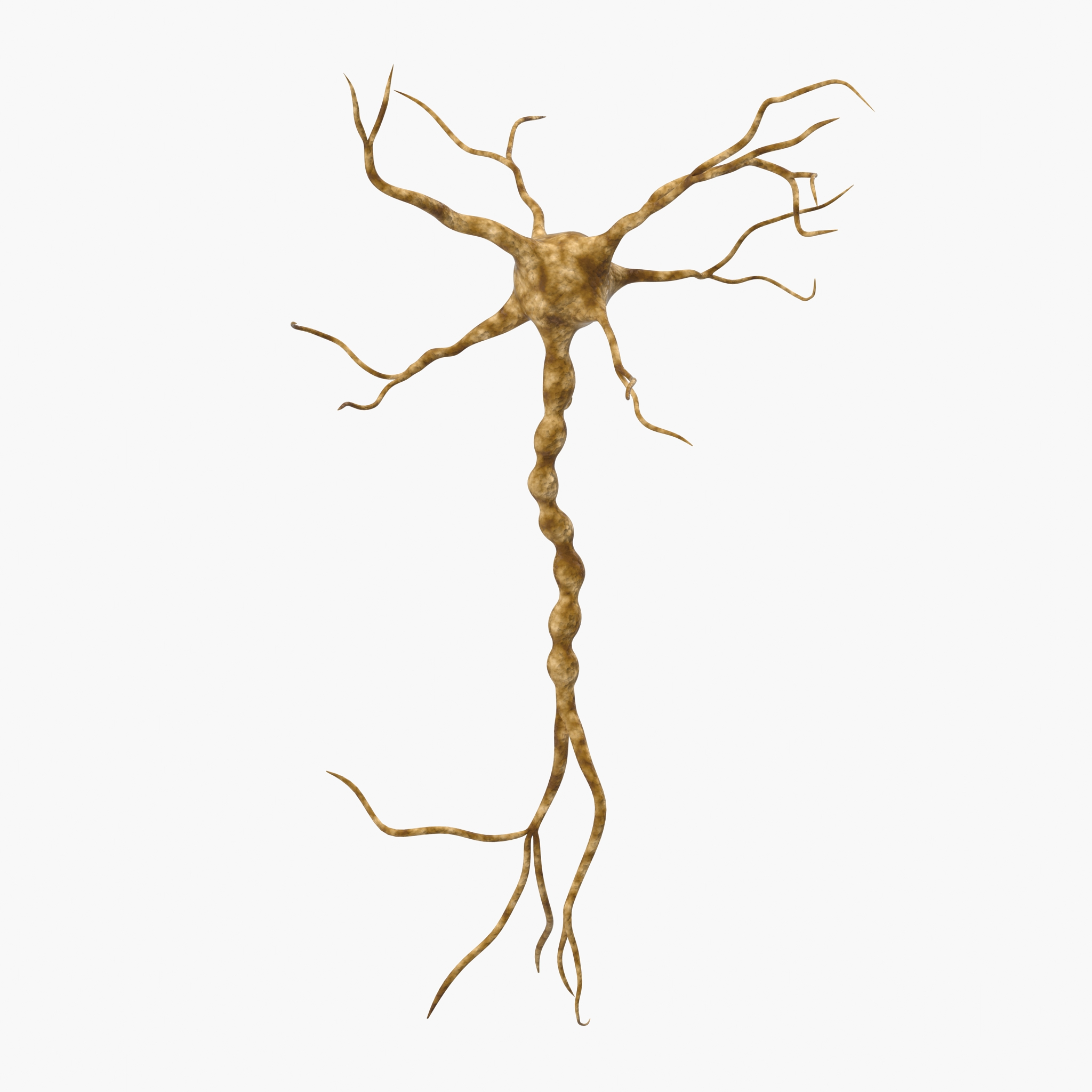 3D model Neuron