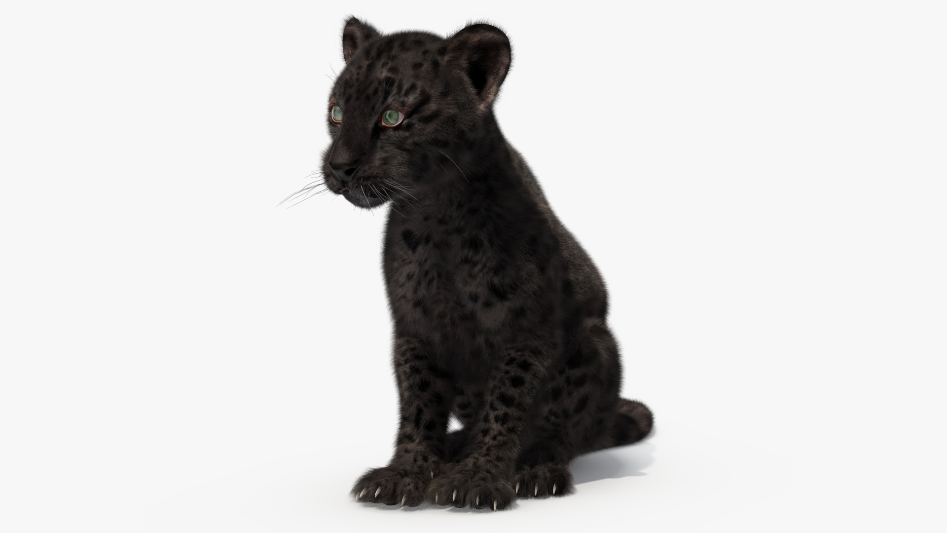 Black Leopard Cub Sitting Pose with Fur 3D model