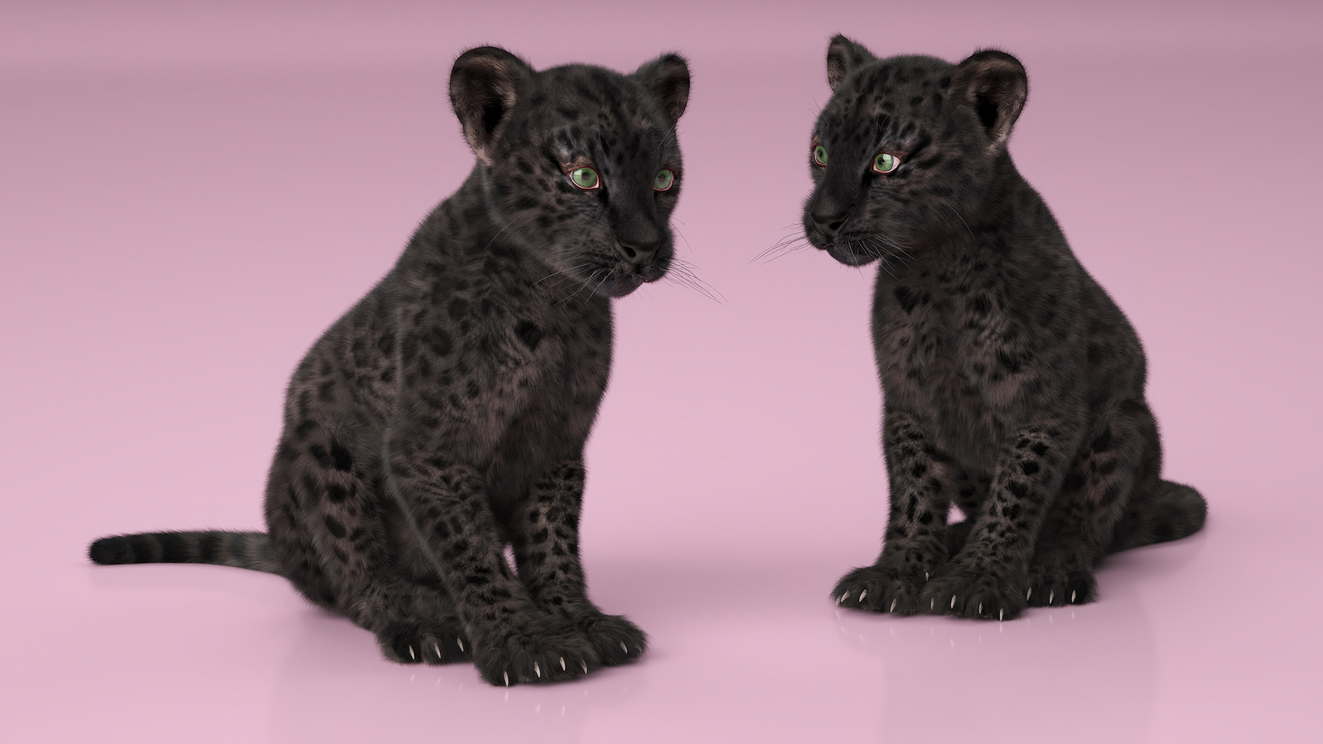 Black Leopard Cub Sitting Pose with Fur 3D model