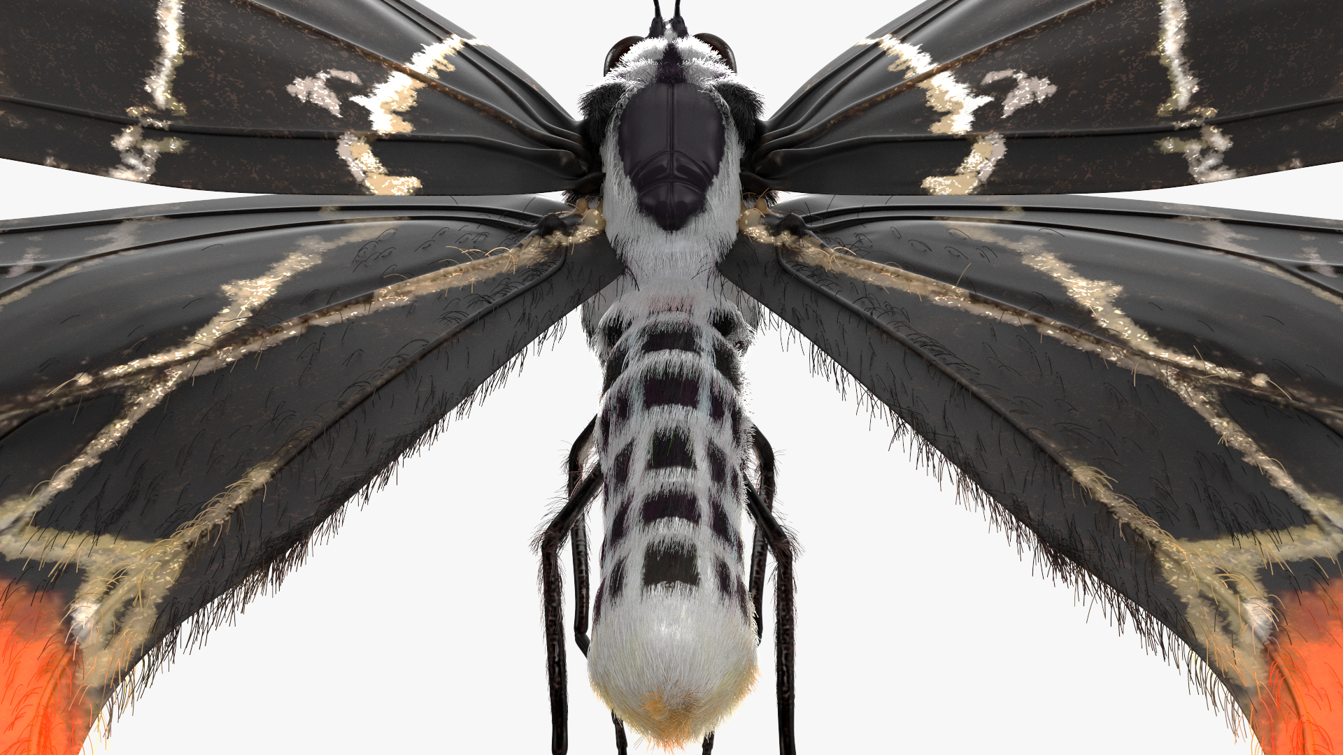 Animated Flight Bhutan Glory Butterfly with Fur 3D