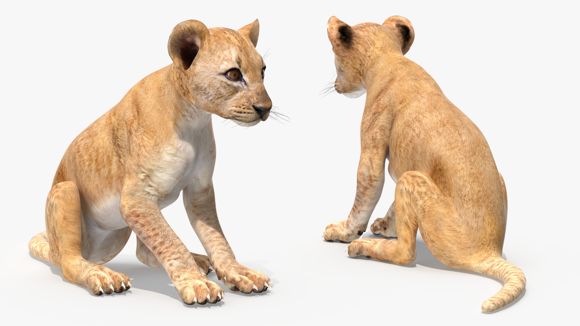 3D Lion Cub Sitting