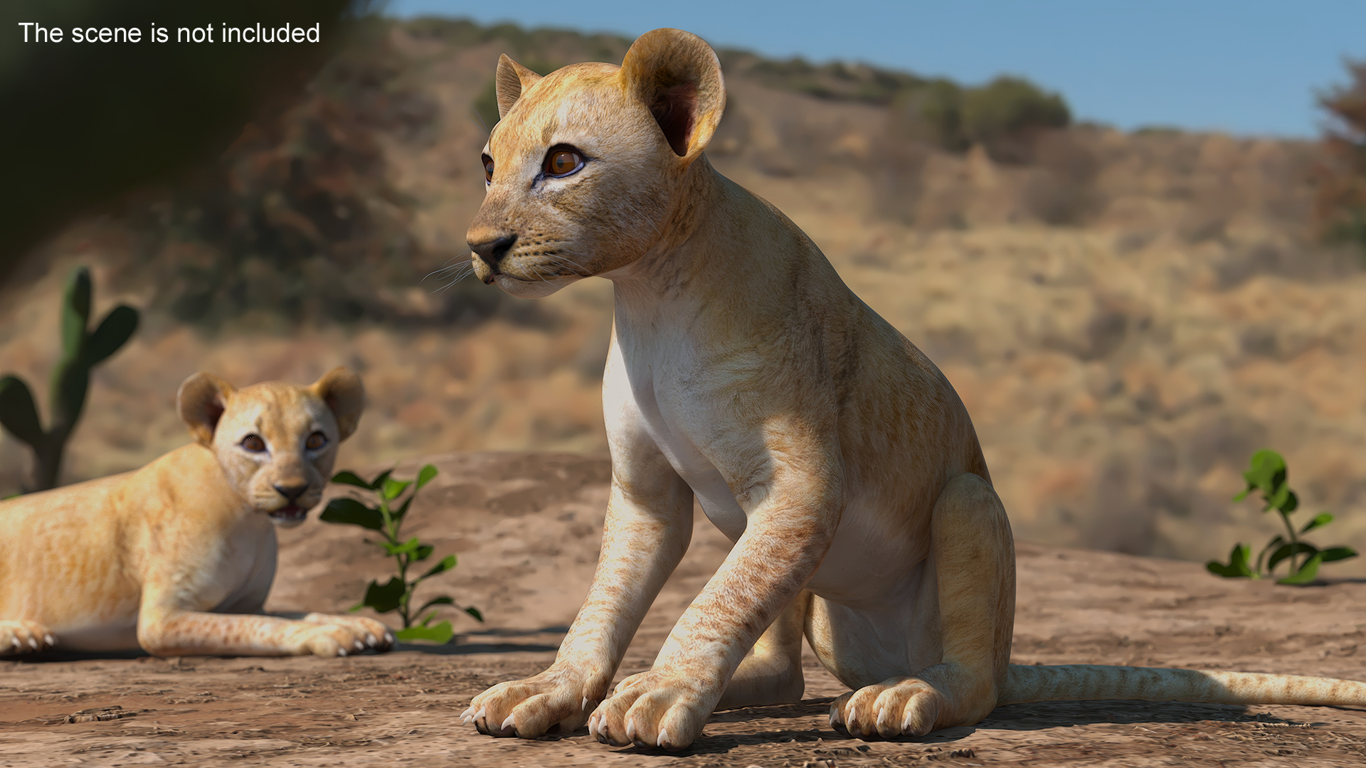 3D Lion Cub Sitting