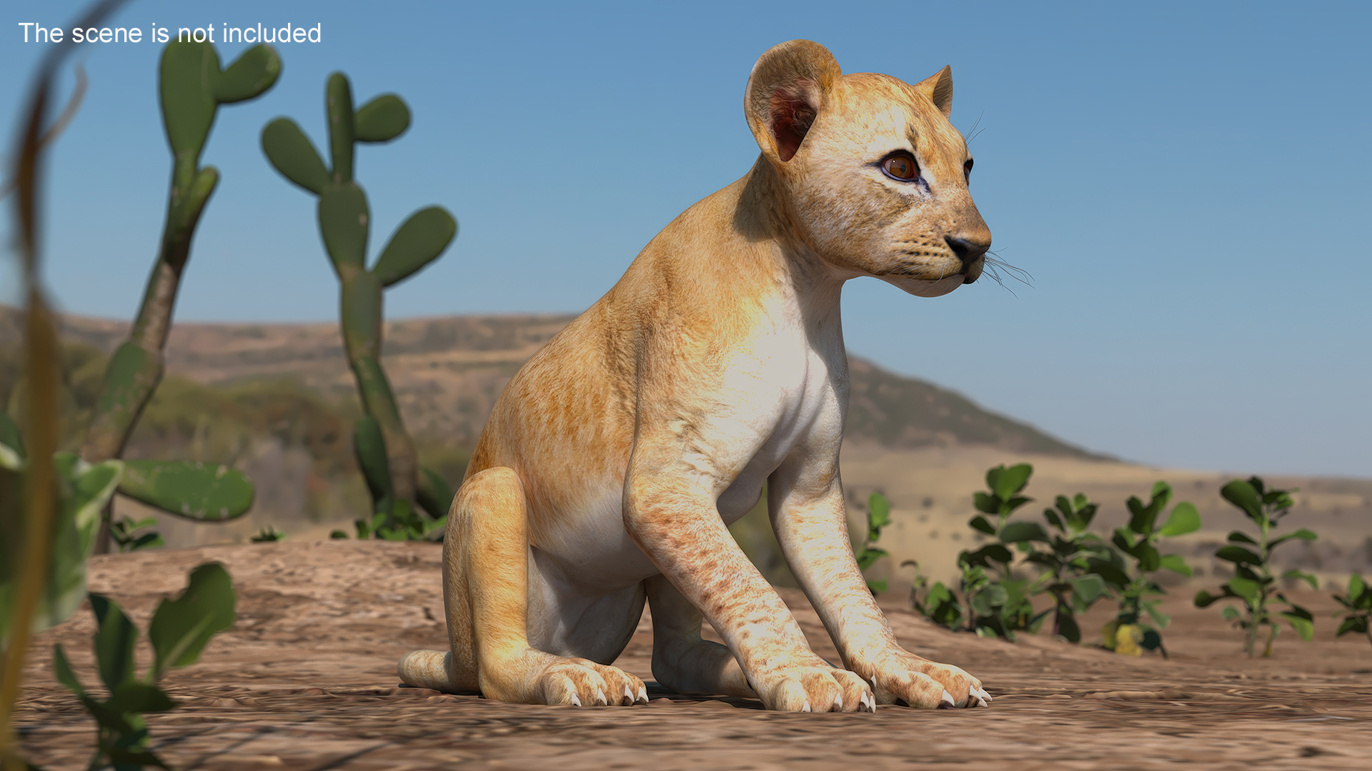 3D Lion Cub Sitting