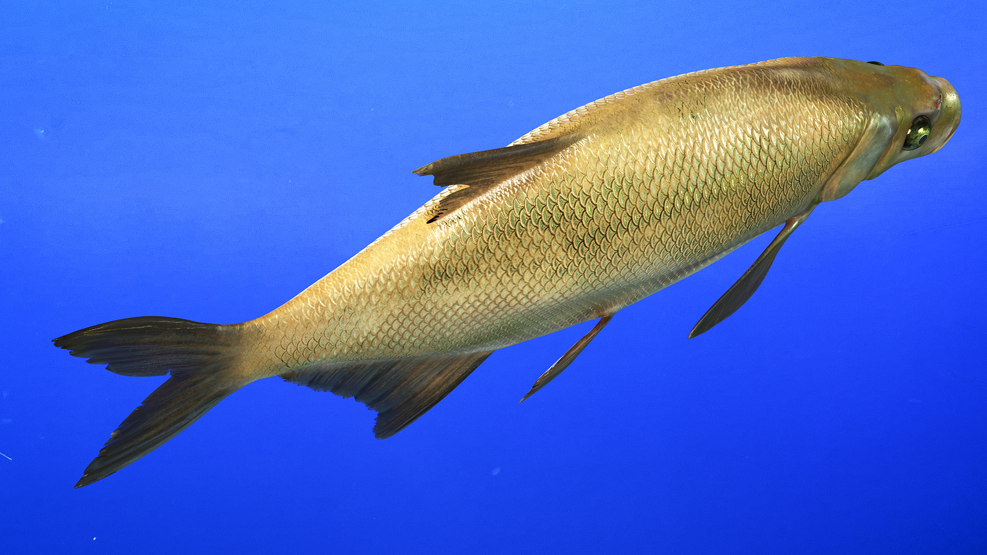 3D Abramis Brama model